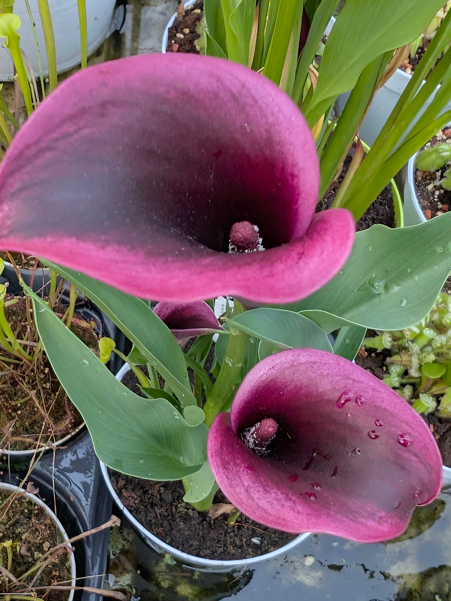 Calla 'Cantor'