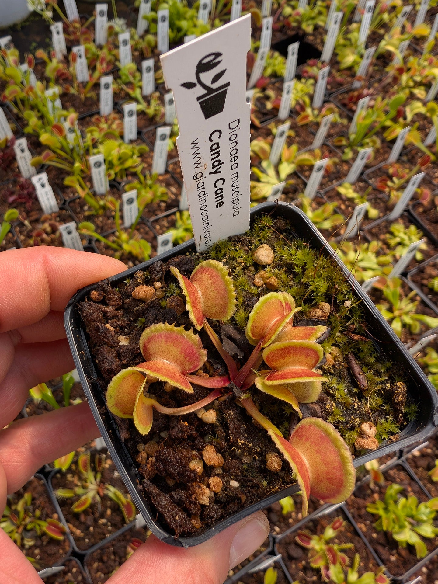 Dionaea muscipula Candy Cane