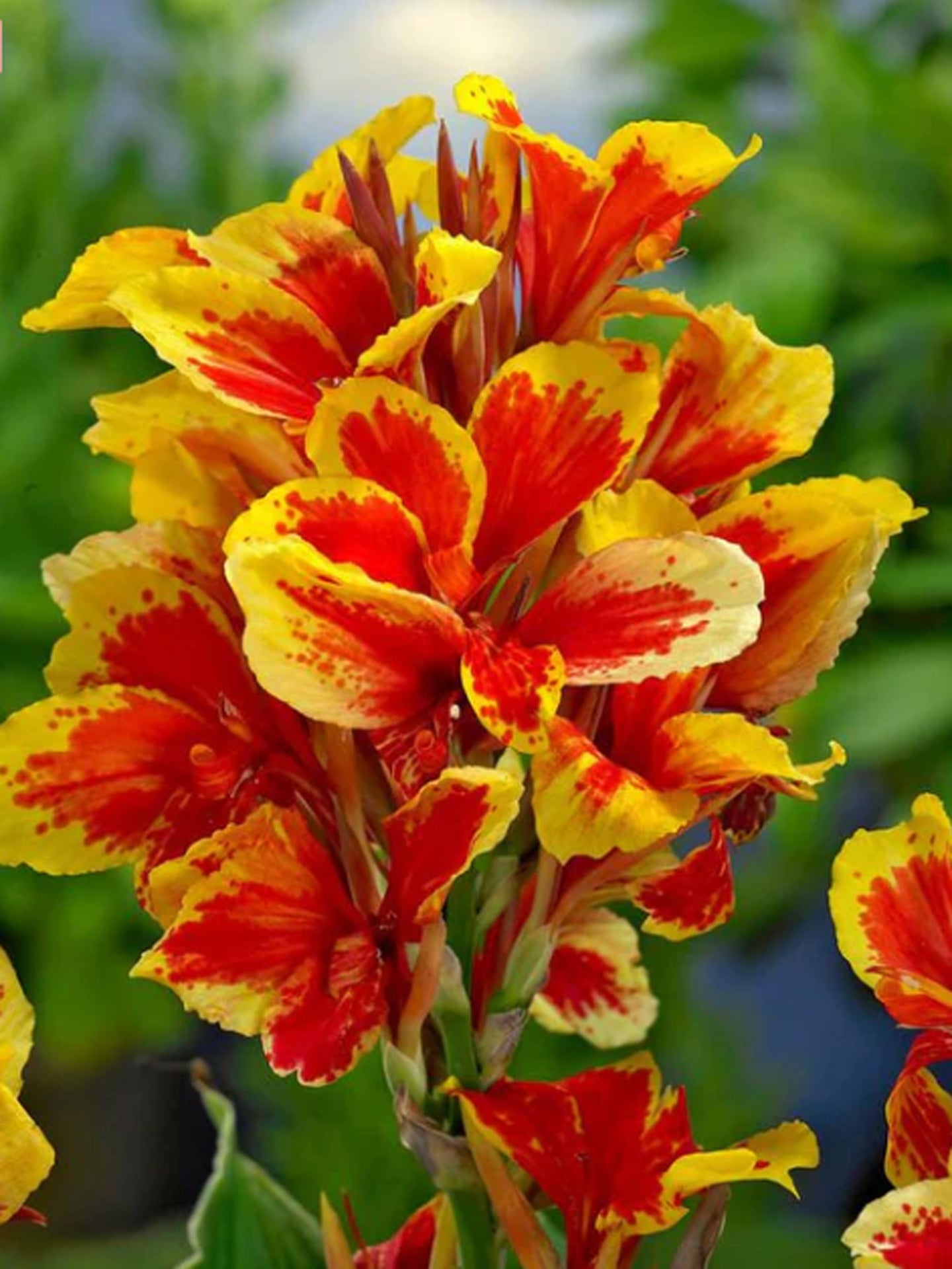 Canna 'Reine Charlotte'
