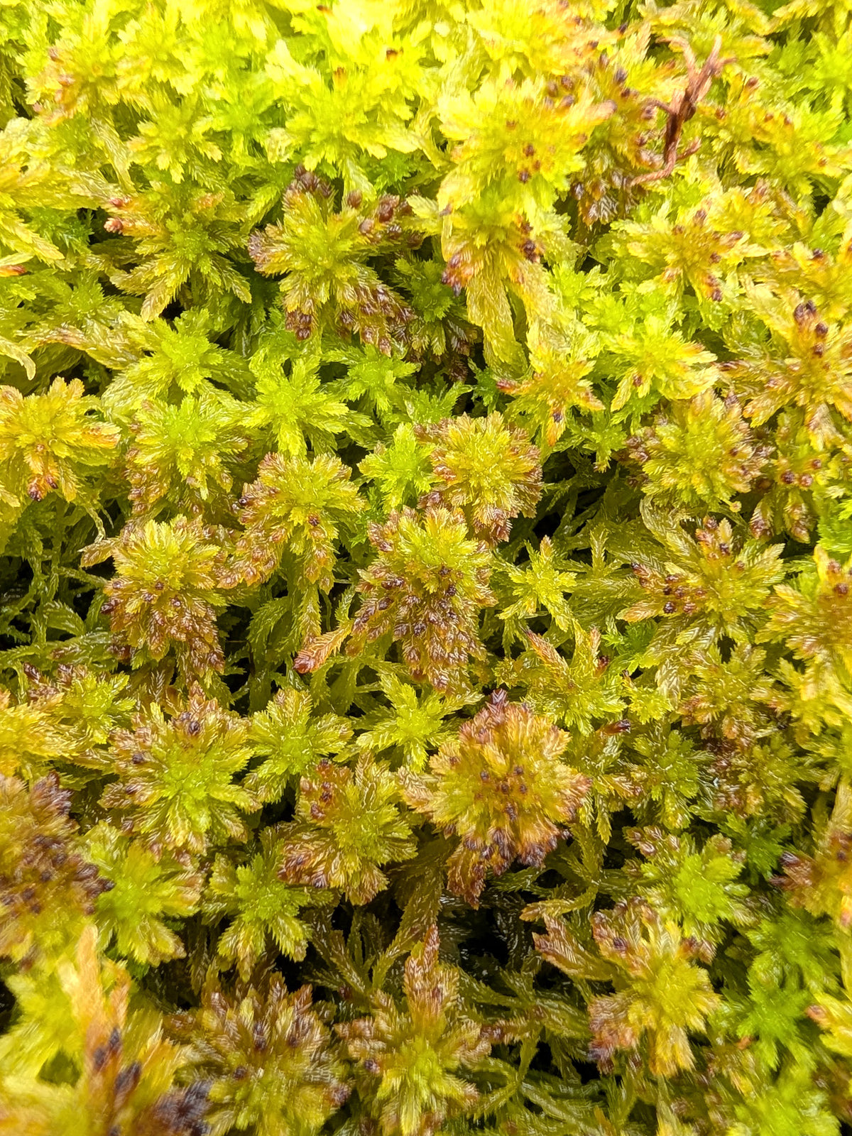 Sfagno vivo : Sphagnum capillifolium e quinquefarium MIX