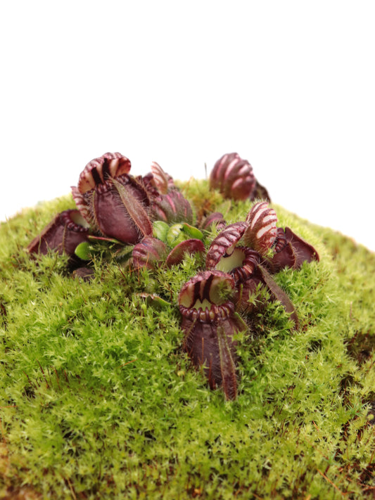 Cephalotus follicularis "OG Black"
