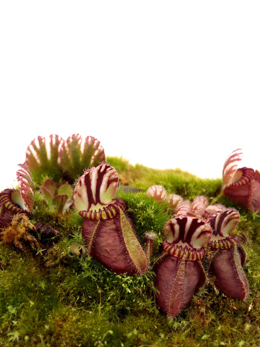 Cephalotus follicularis "SNW Red"