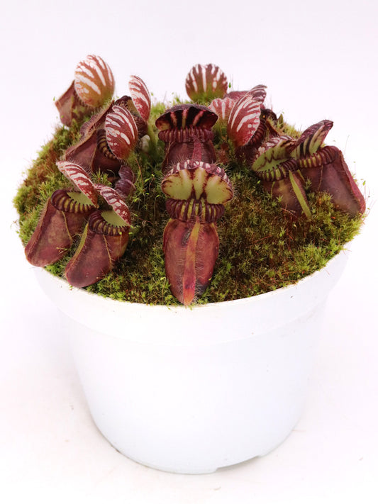 Cephalotus follicularis  Coal Mine Beach, AU