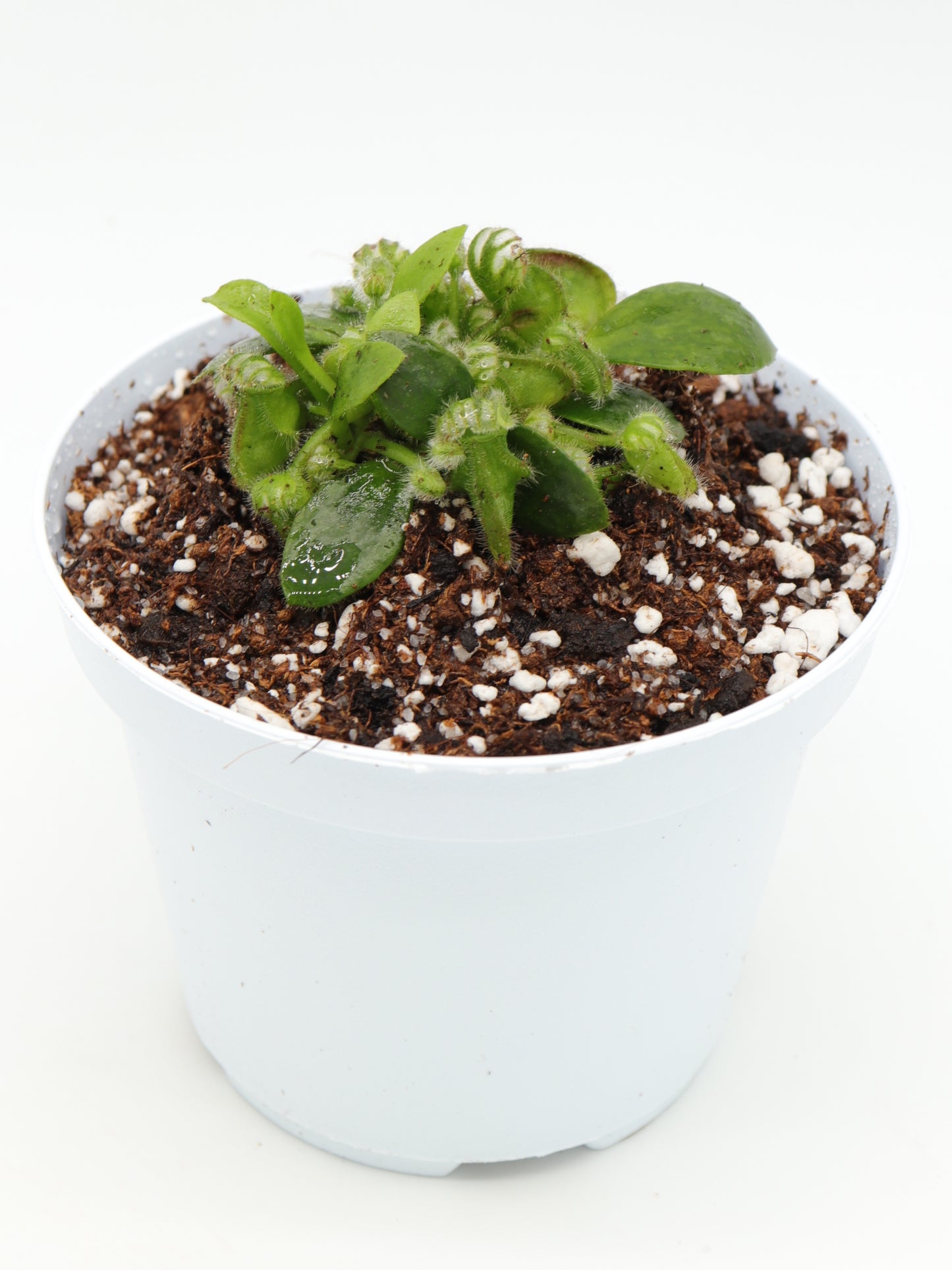 Cephalotus follicularis "Holland clone"