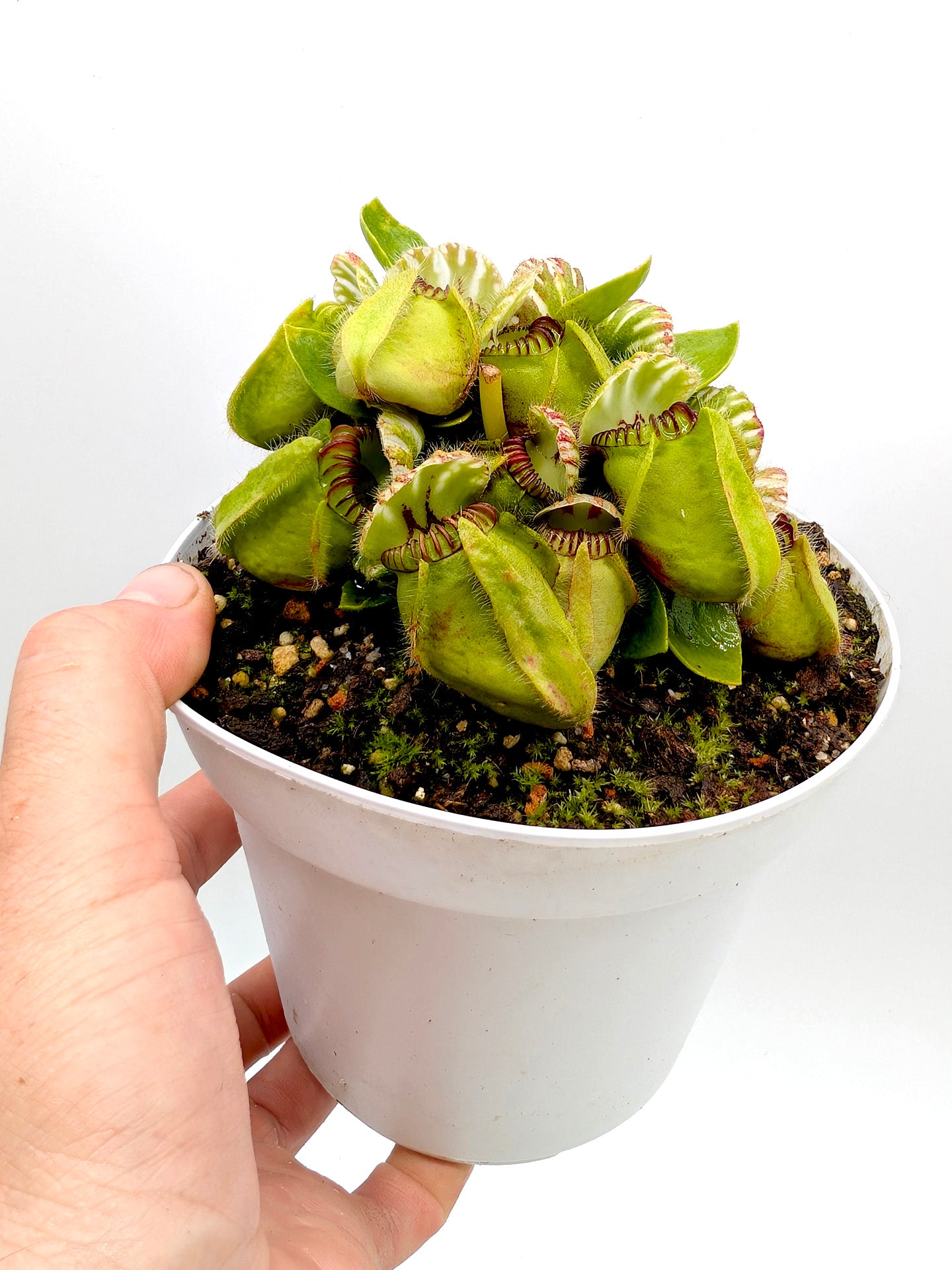 Cephalotus follicularis GC Selection 1
