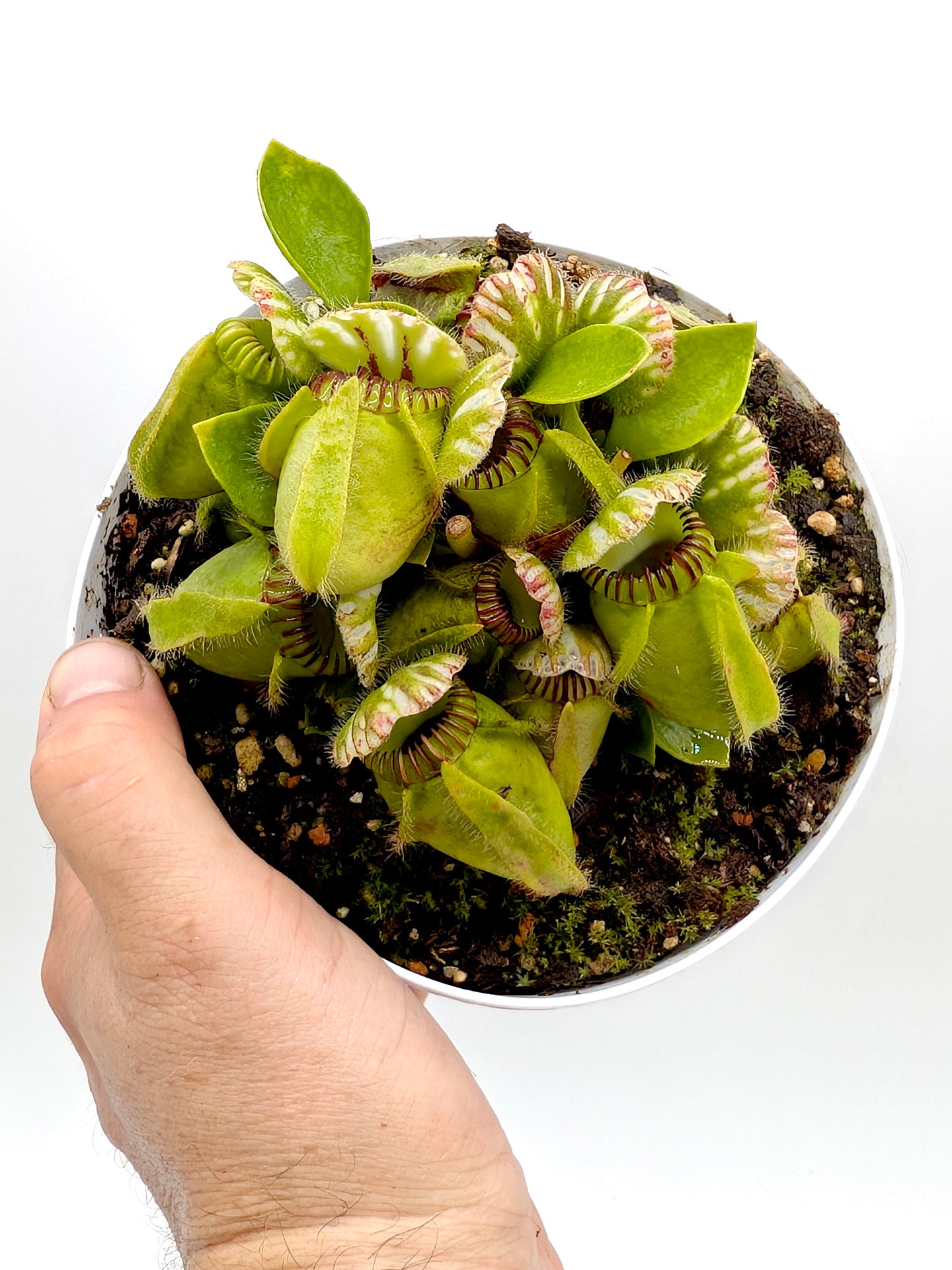 Cephalotus follicularis GC Selection 1