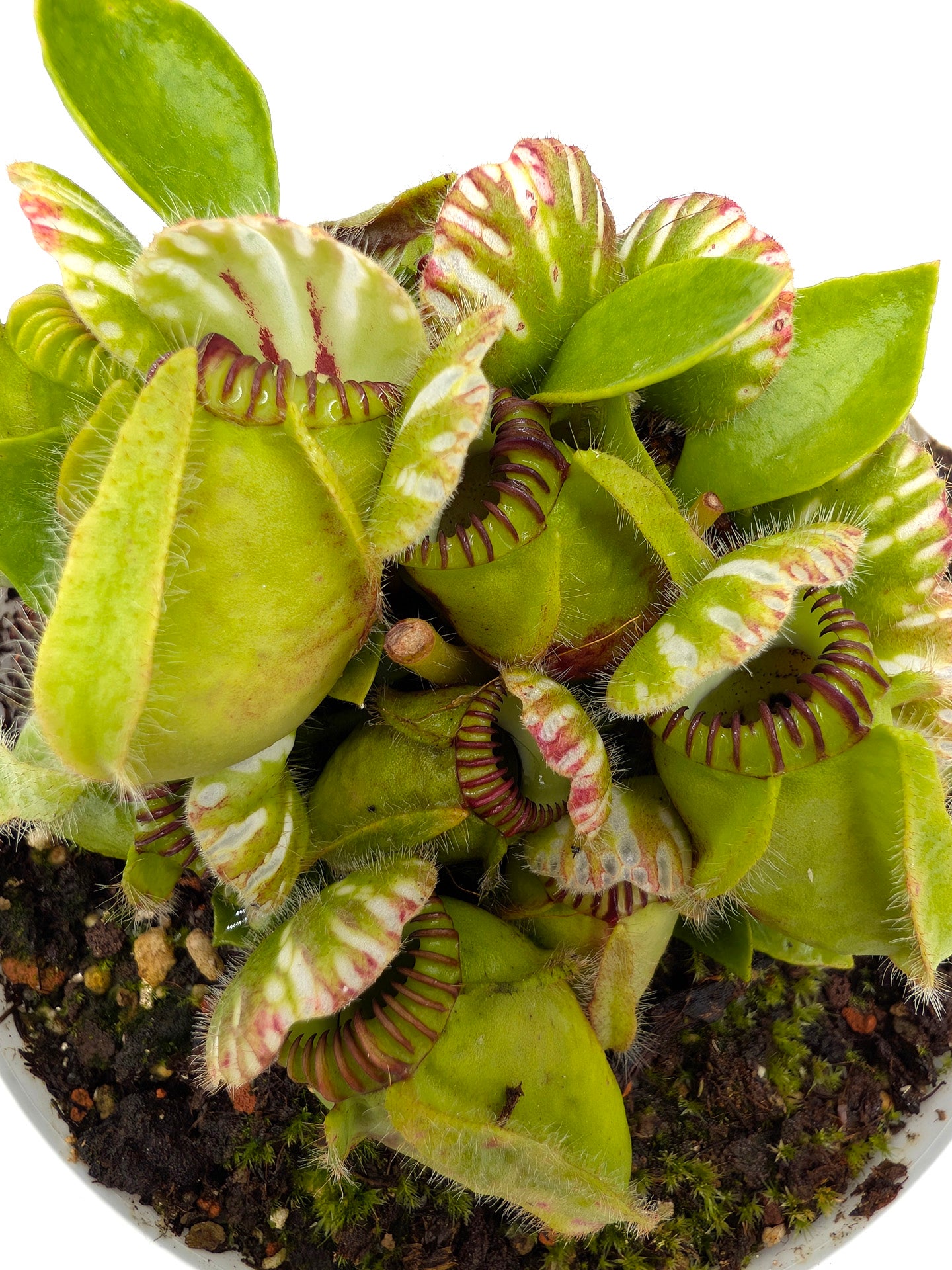Cephalotus follicularis GC Selection 1