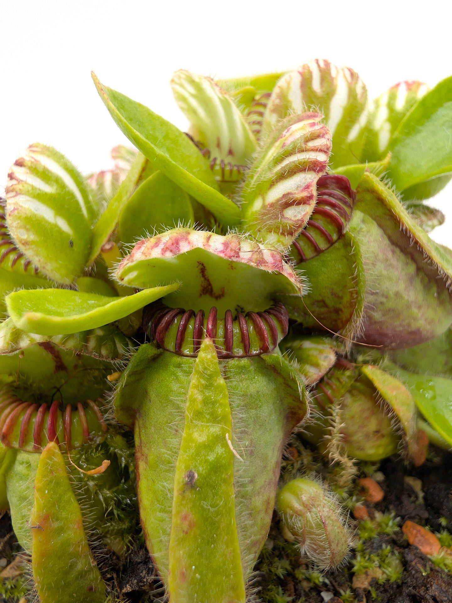 Cephalotus follicularis GC Selection 1