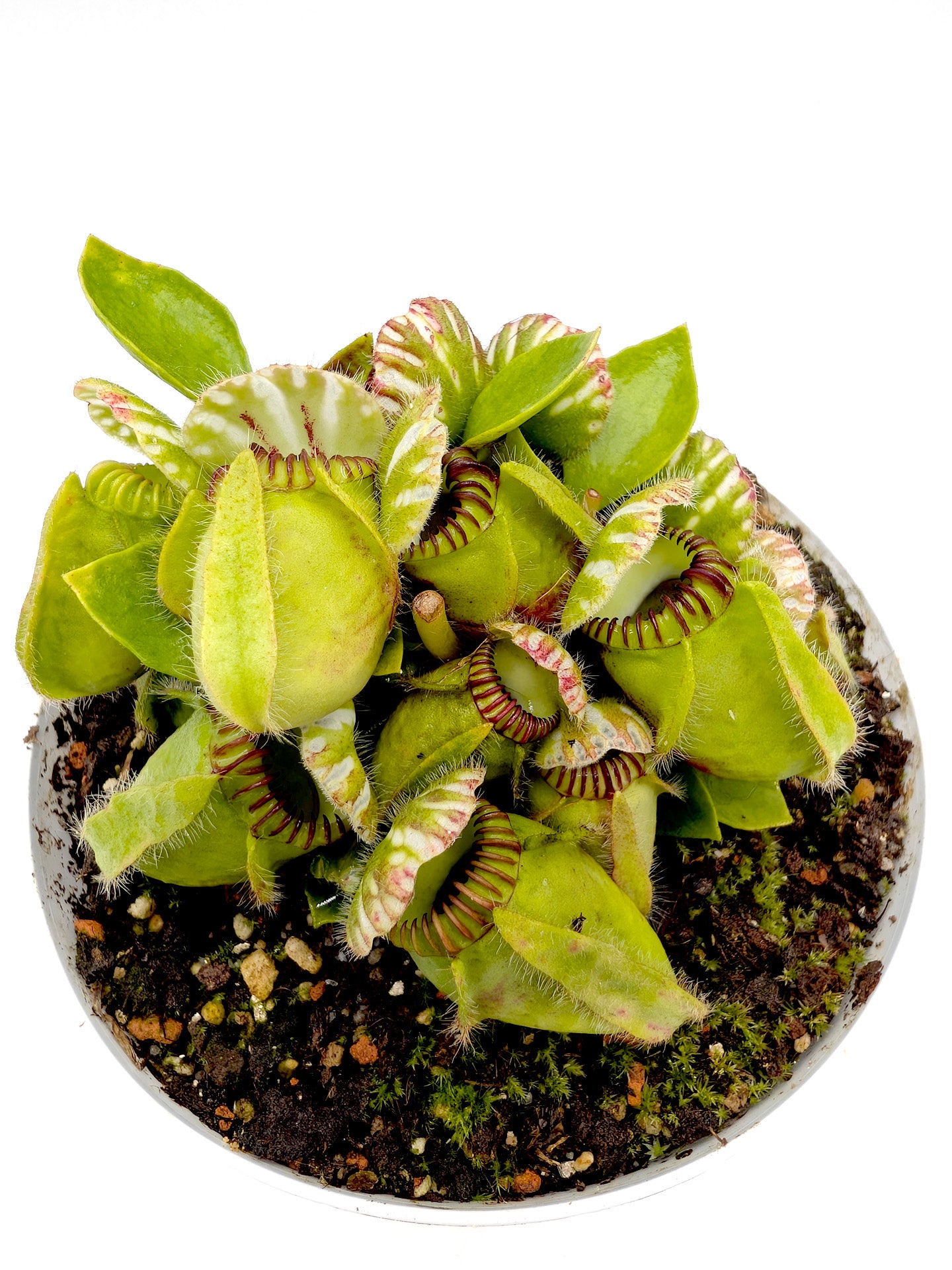 Cephalotus follicularis GC Selection 1