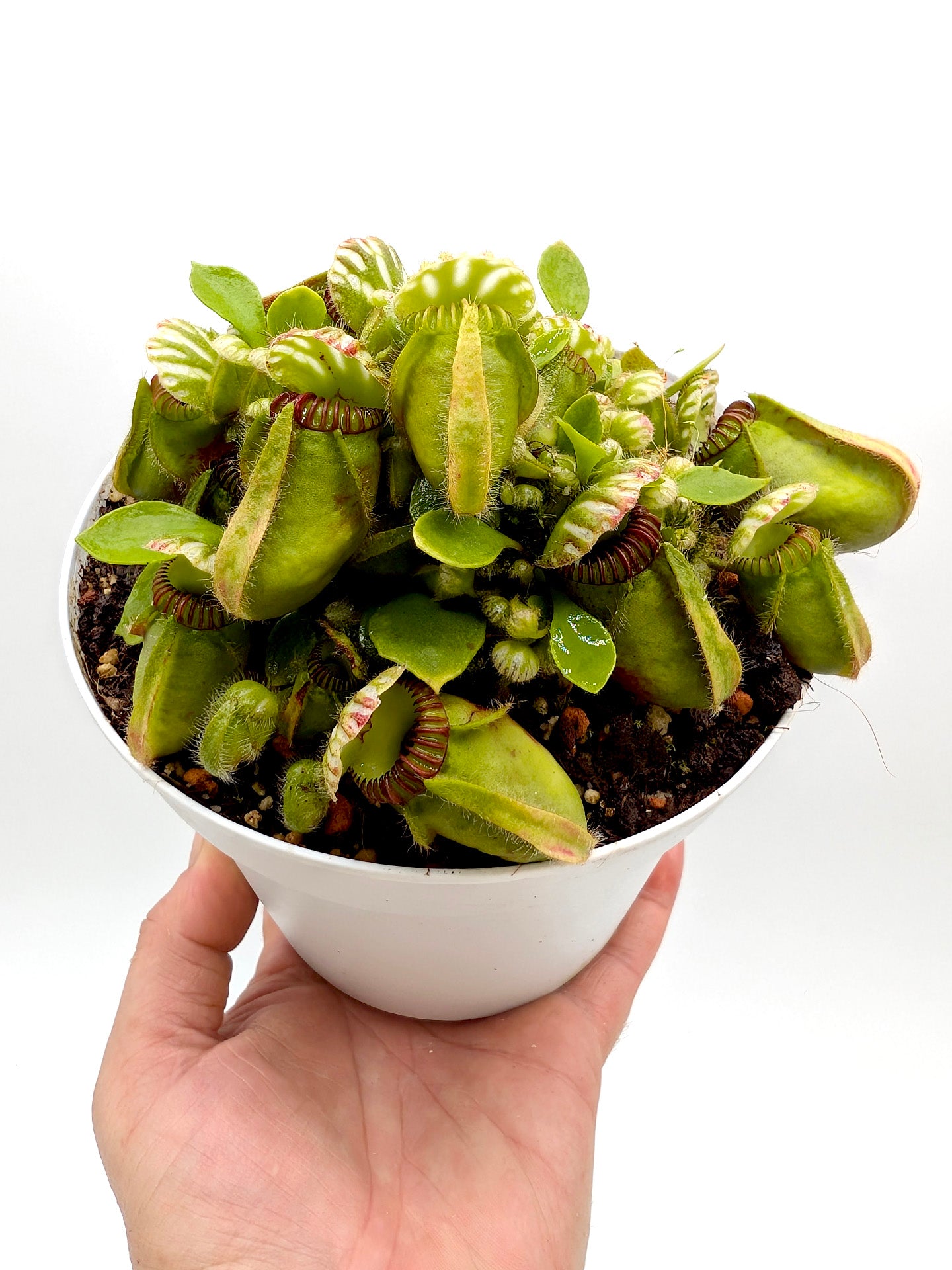 Cephalotus follicularis GC Selection 1