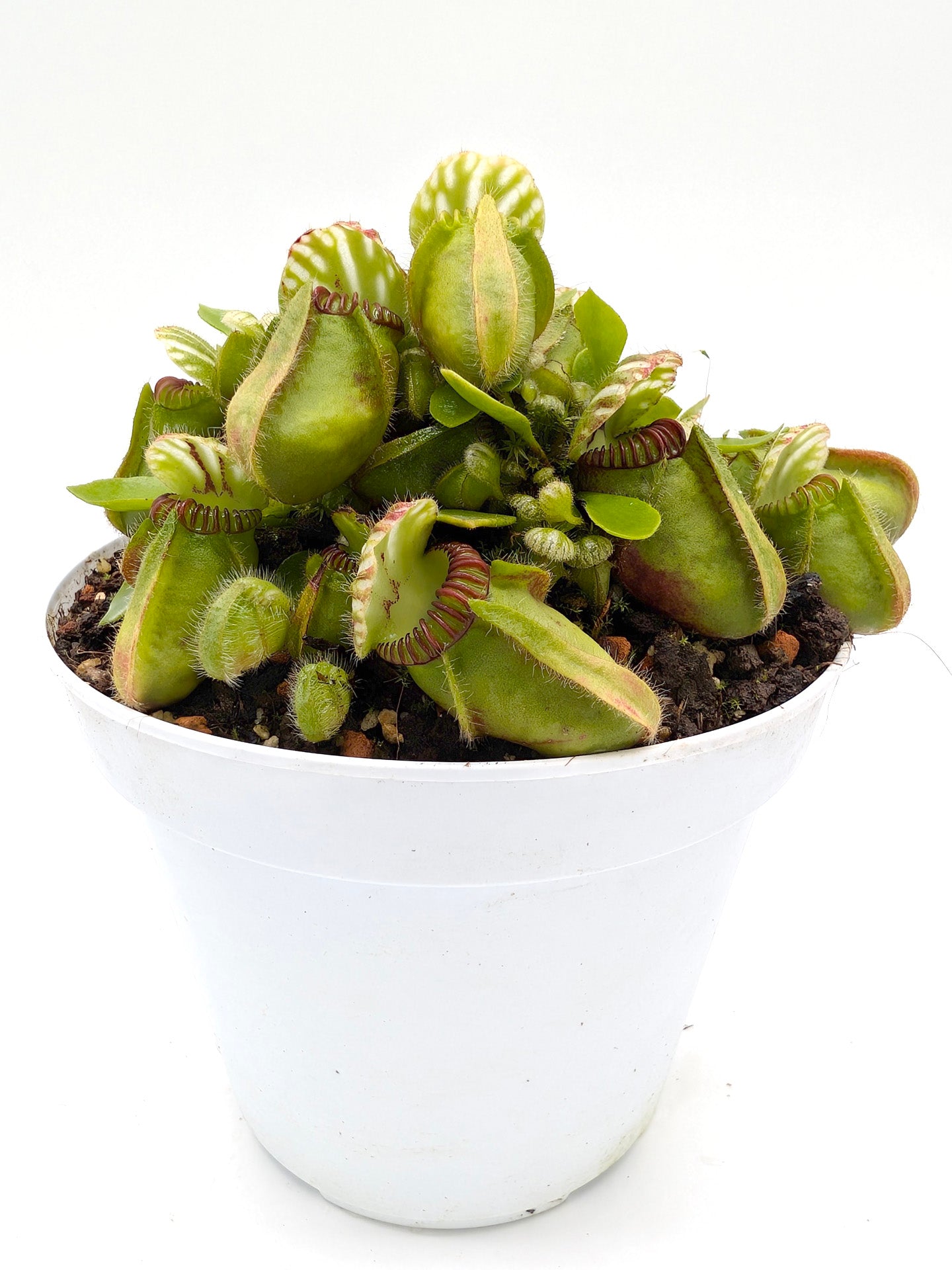 Cephalotus follicularis GC Selection 2