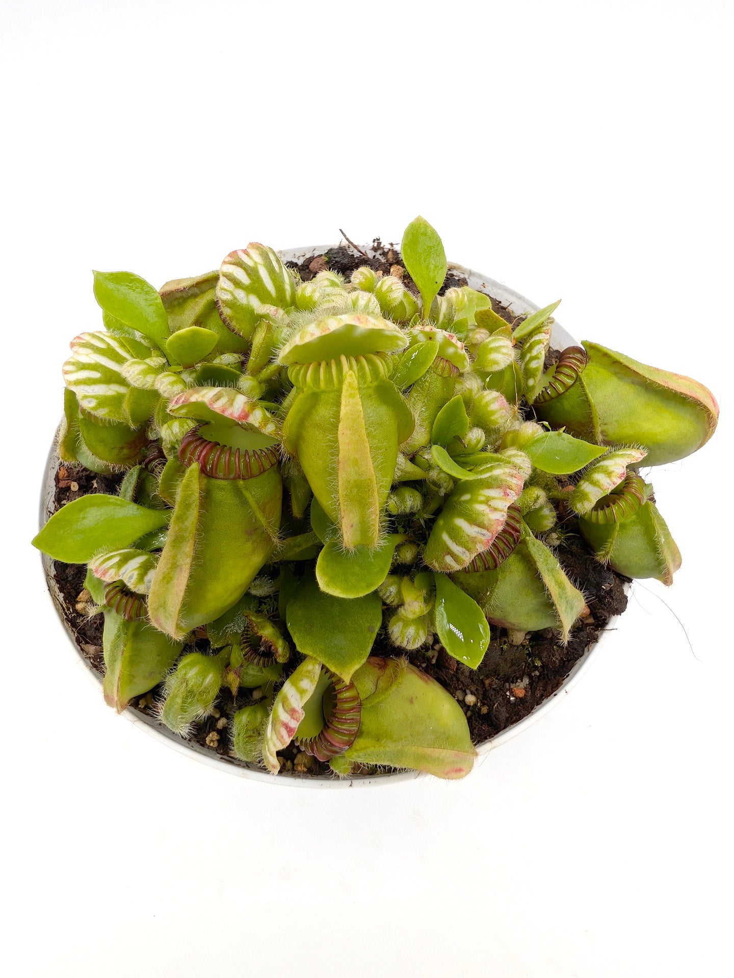 Cephalotus follicularis GC Selection 2
