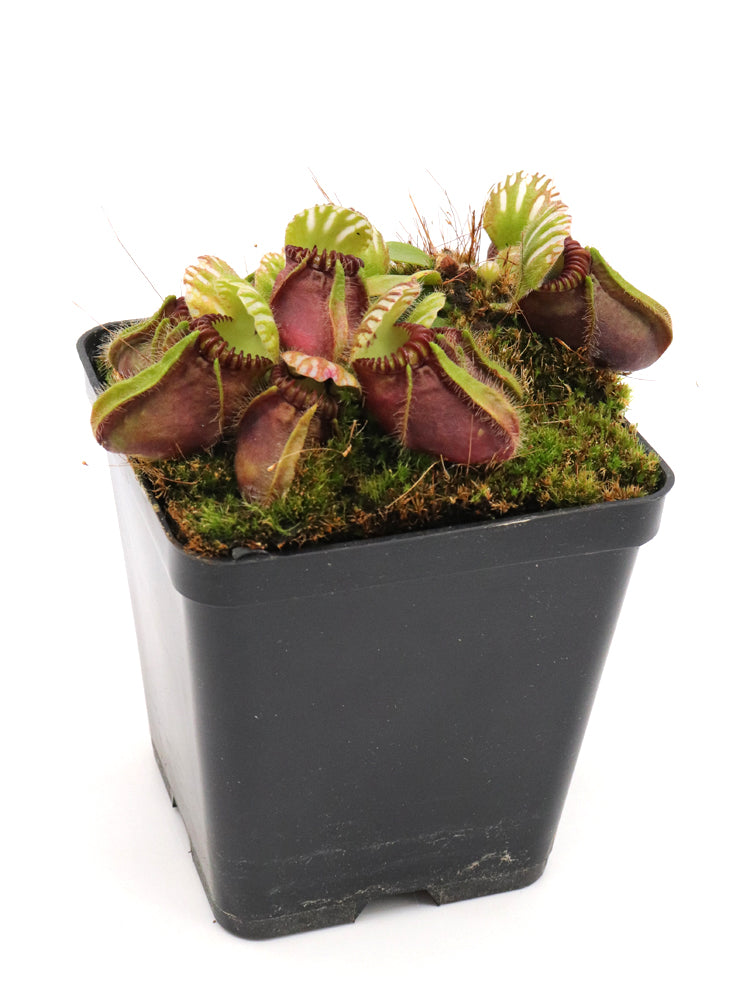 Cephalotus follicularis "Very Dark Form" Clone 21