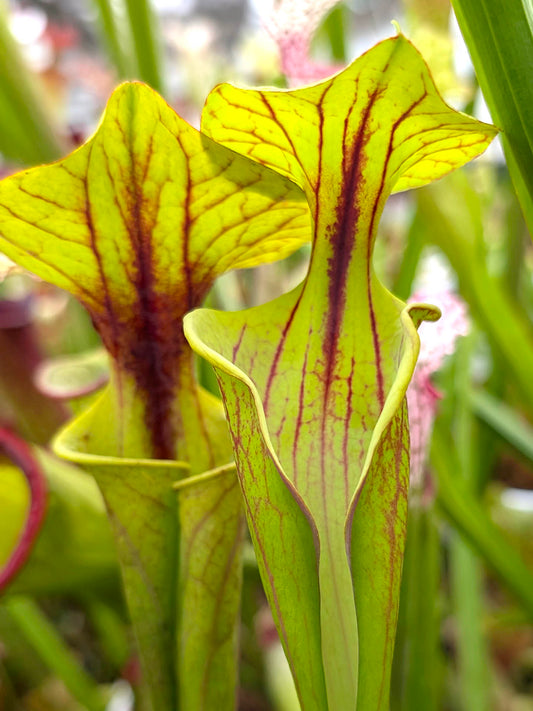 Sarracenia flava var. rubricorpora "Chernobyl" Open Pitchers