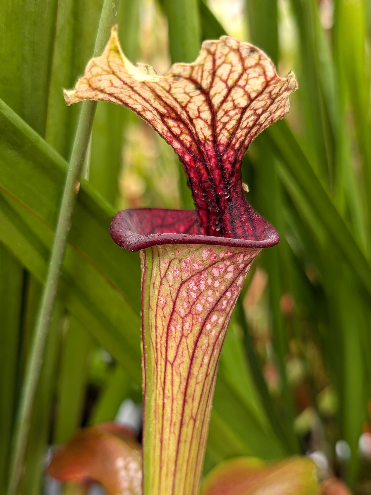 Sarracenia "Cherry Lips"
