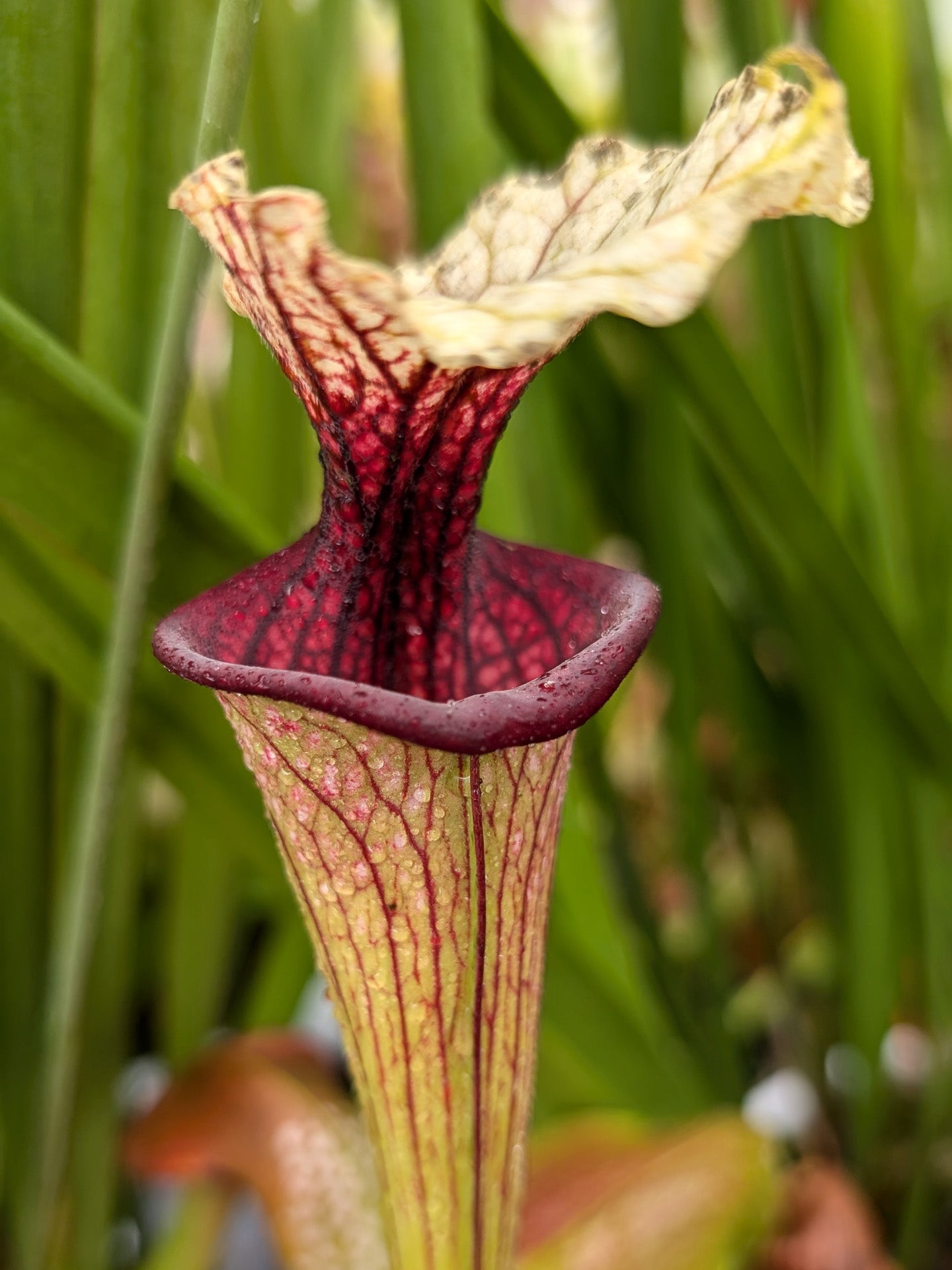 Sarracenia "Cherry Lips"