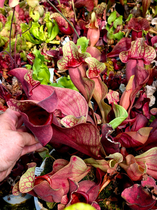 Sarracenia rosea "Chipola Giant"