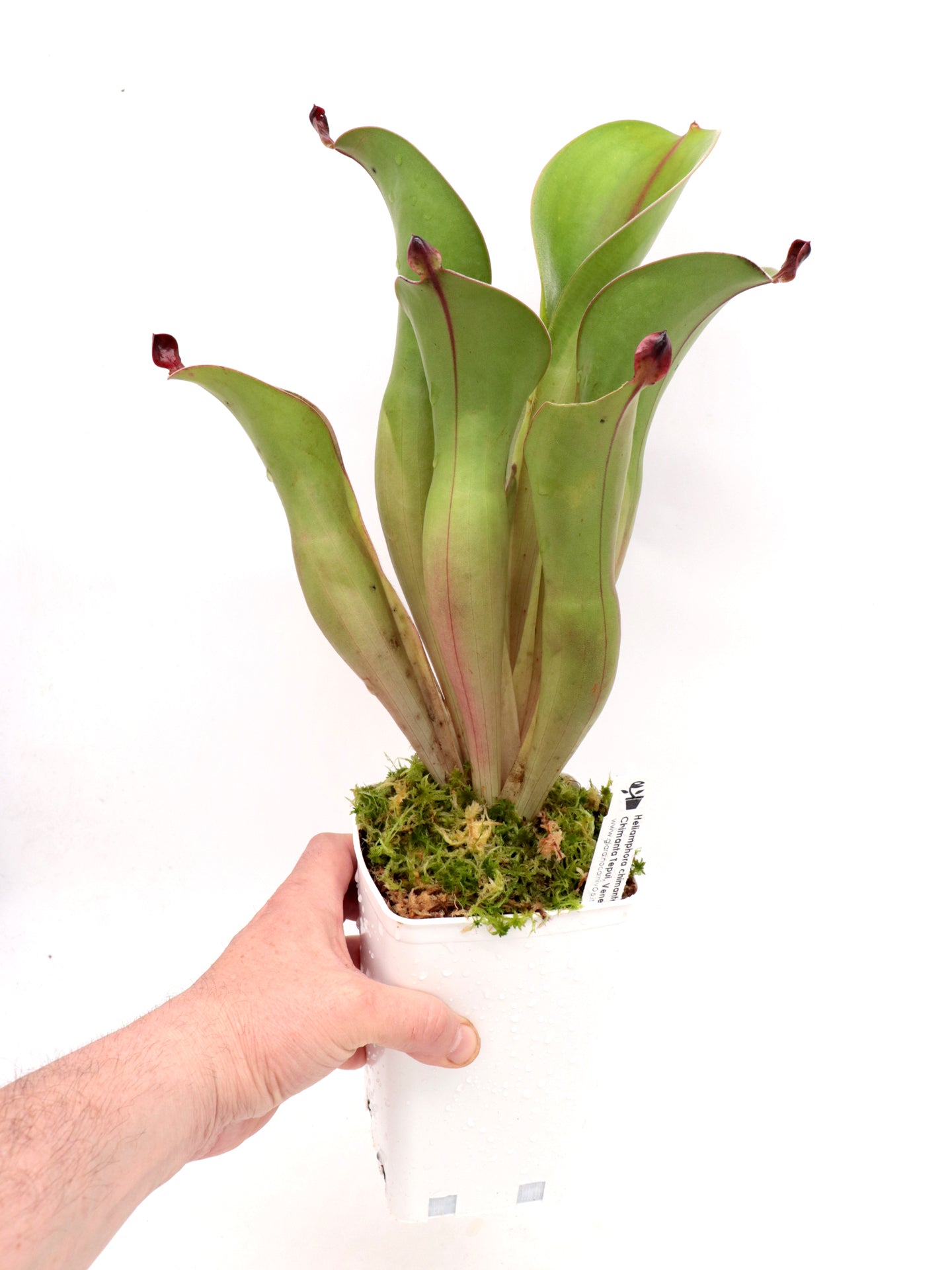 Heliamphora chimantensis Apacapa Tepui, Venezuela