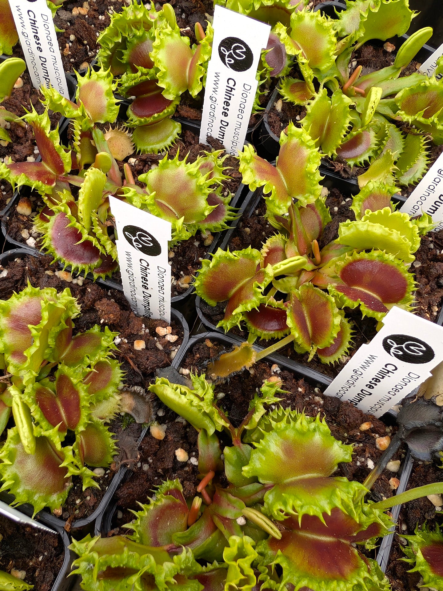 Dionaea muscipula Chinese Dumpling