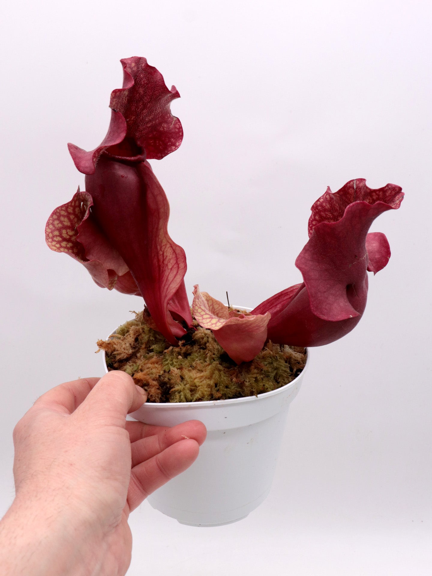 Sarracenia rosea "Chipola Giant"