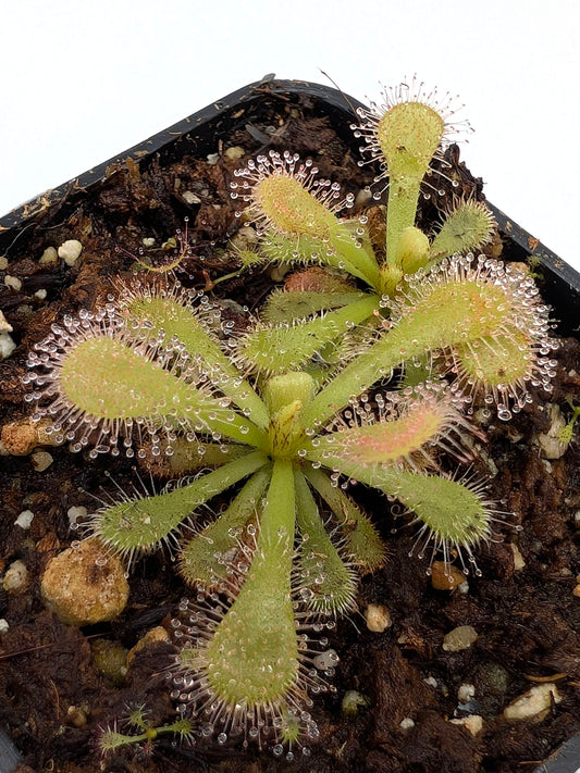 Drosera coccicaulis "albino form"