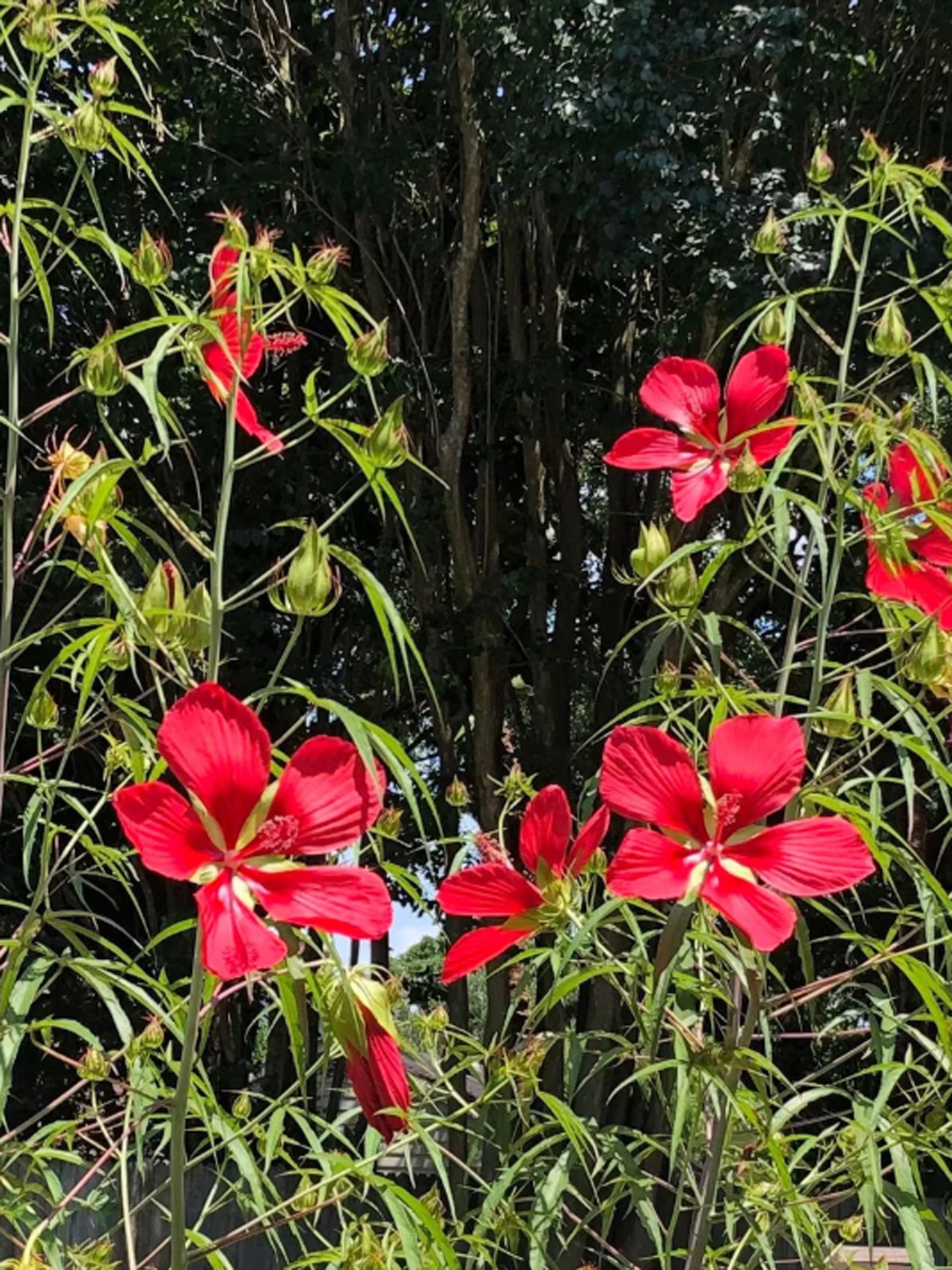 saucer hibiscus plant Hibiscus coccineus – Giardino Carnivoro