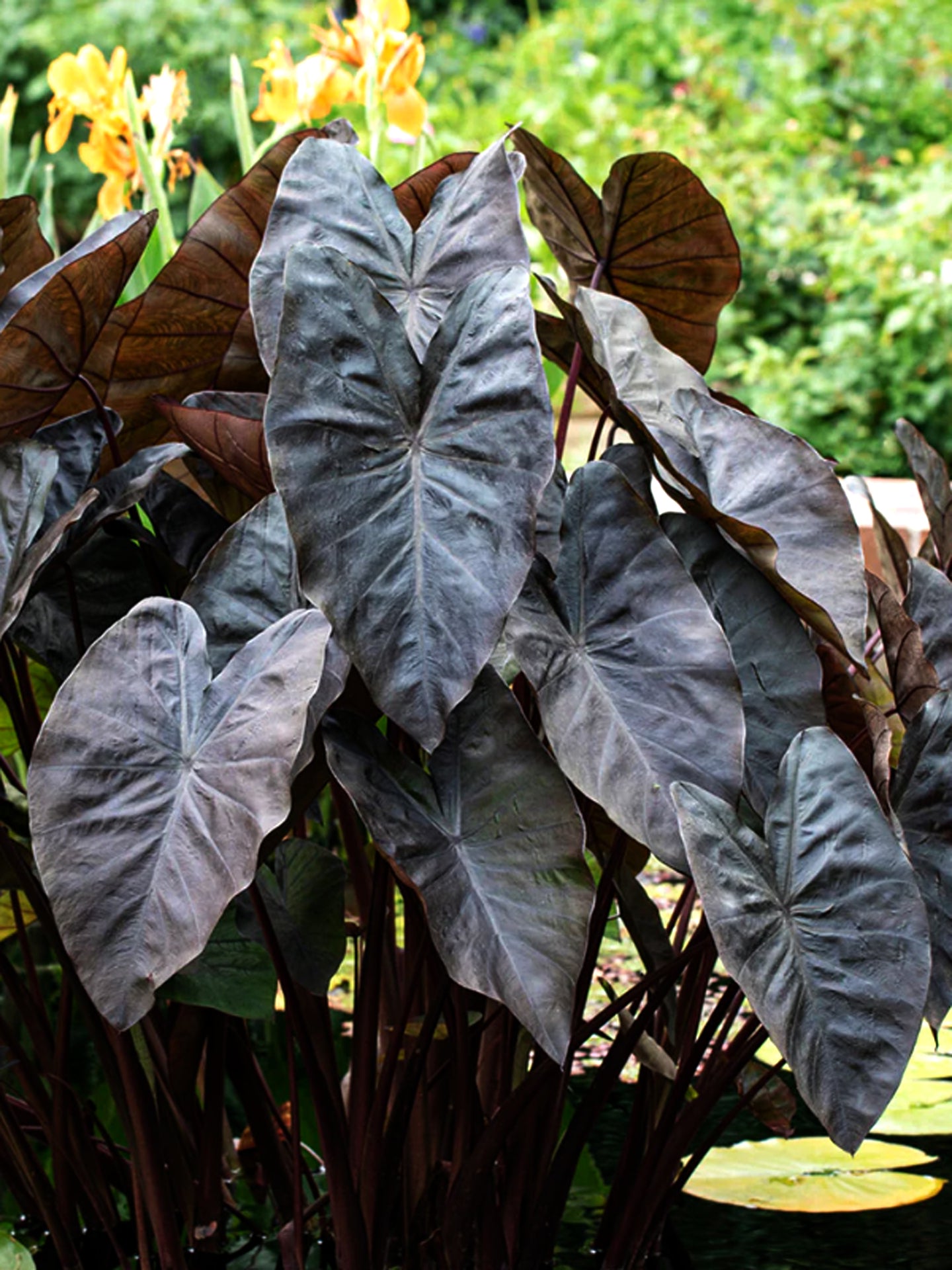 Colocasia esculenta 'Black Coral'