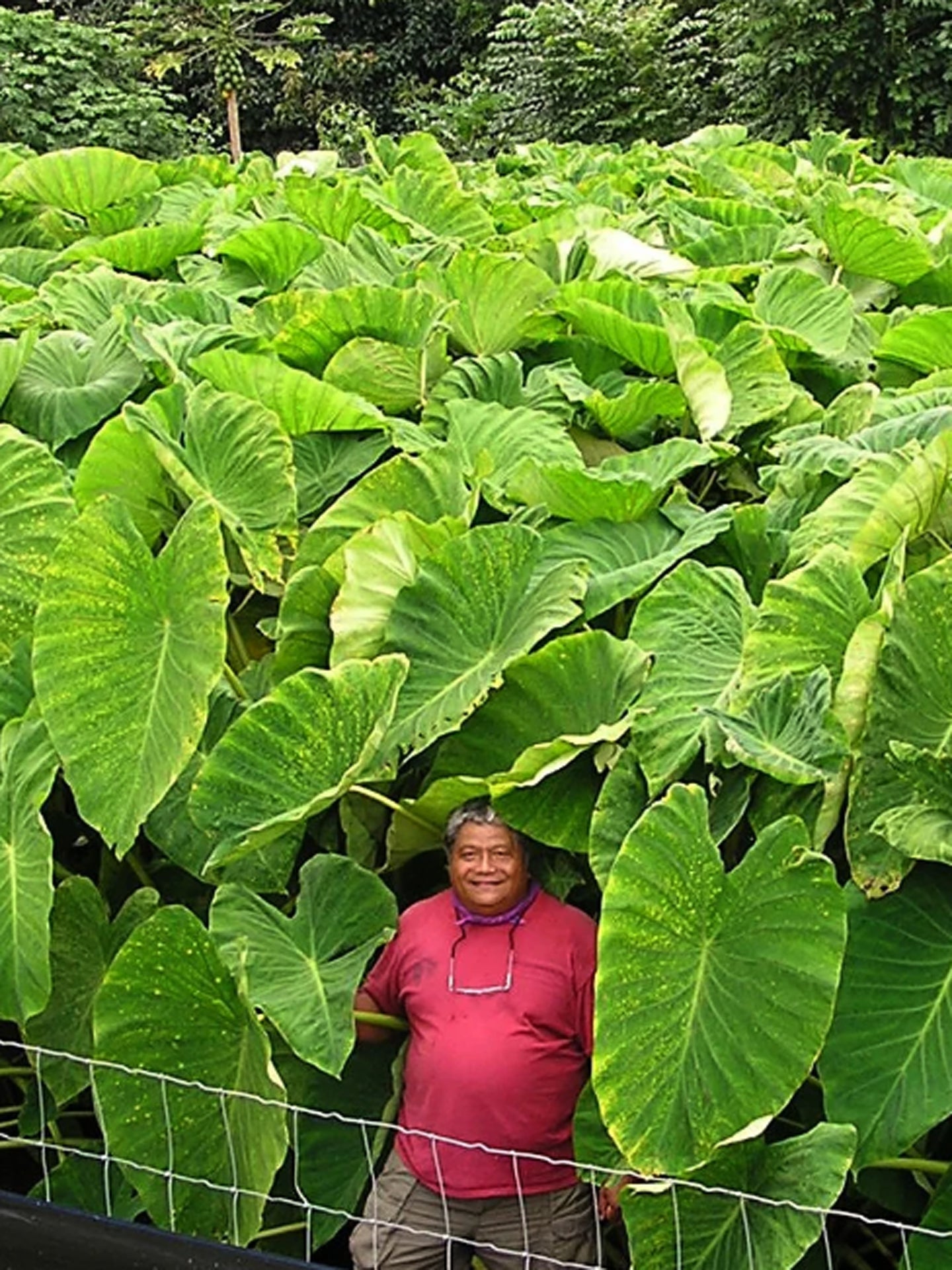 Colocasia esculenta 'Jumbo Taro'