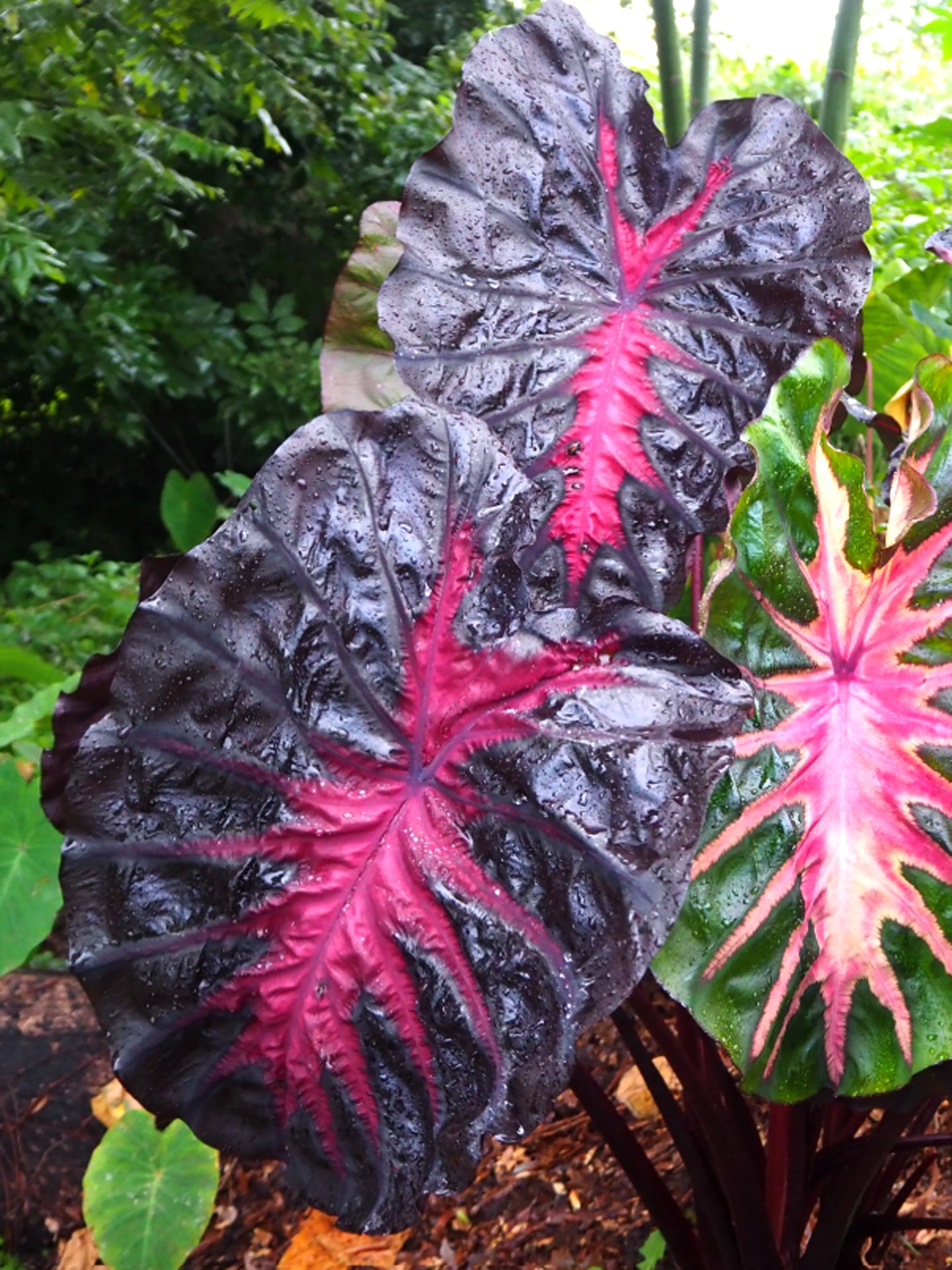 Colocasia esculenta 'Redemption'