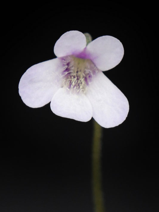 Pinguicula corsica f. pallidula