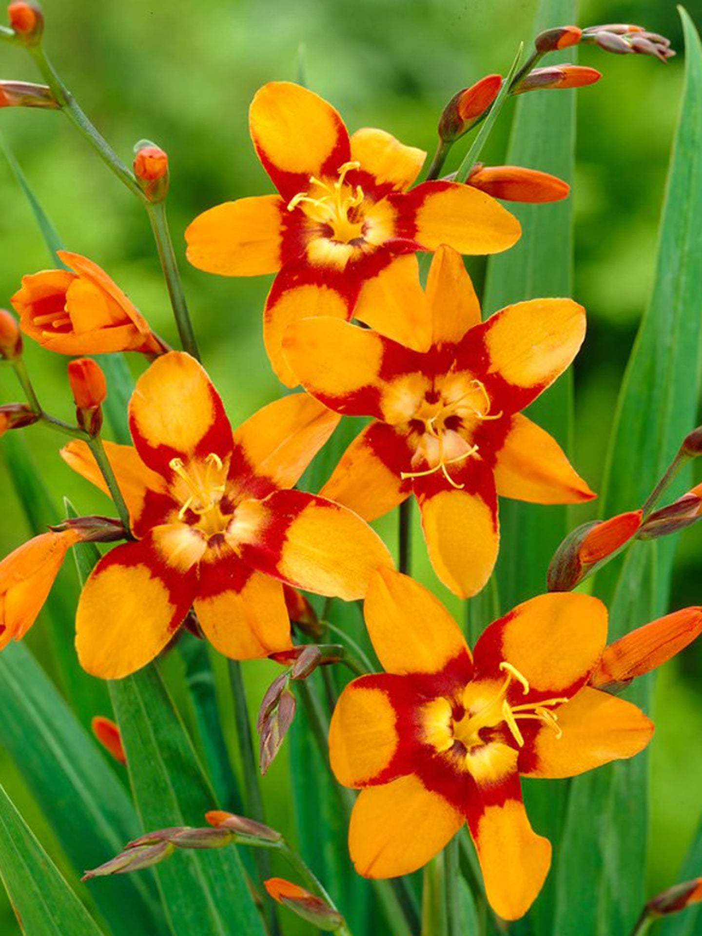 Crocosmia 'Emily McKenzie'  5 bulbi