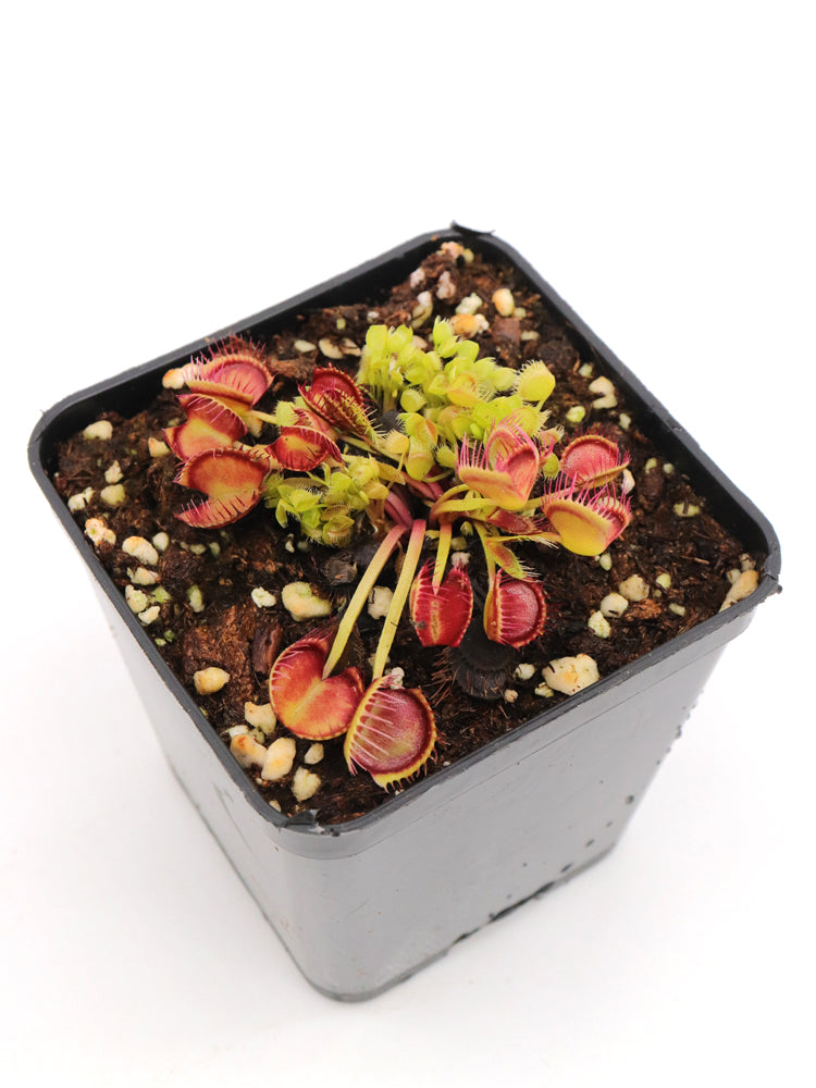 Dionaea muscipula Cross teeth
