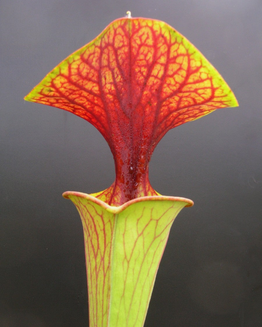 Sarracenia flava var. cuprea Marsure clone