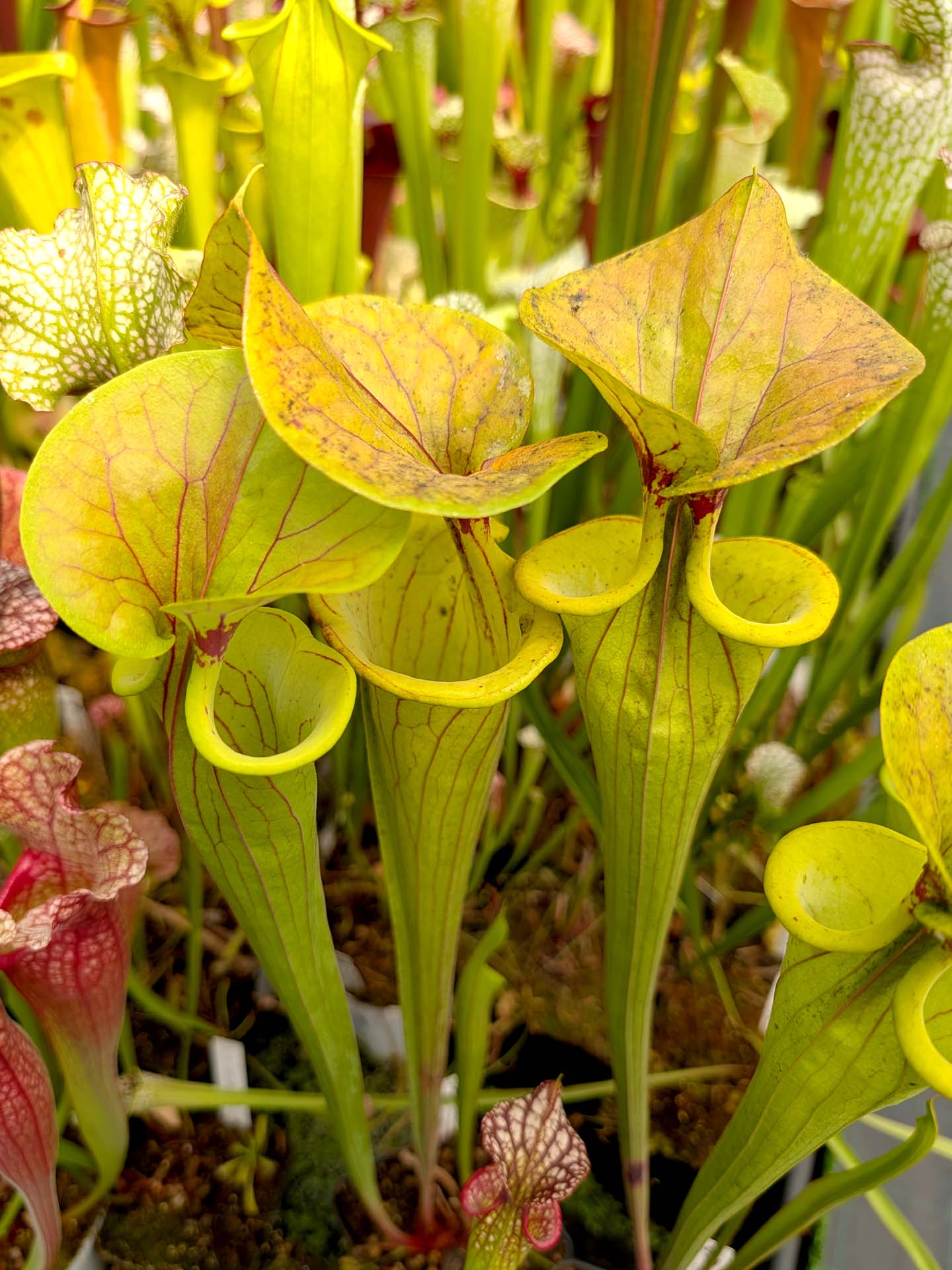 Sarracenia flava var. cuprea CT01 DG