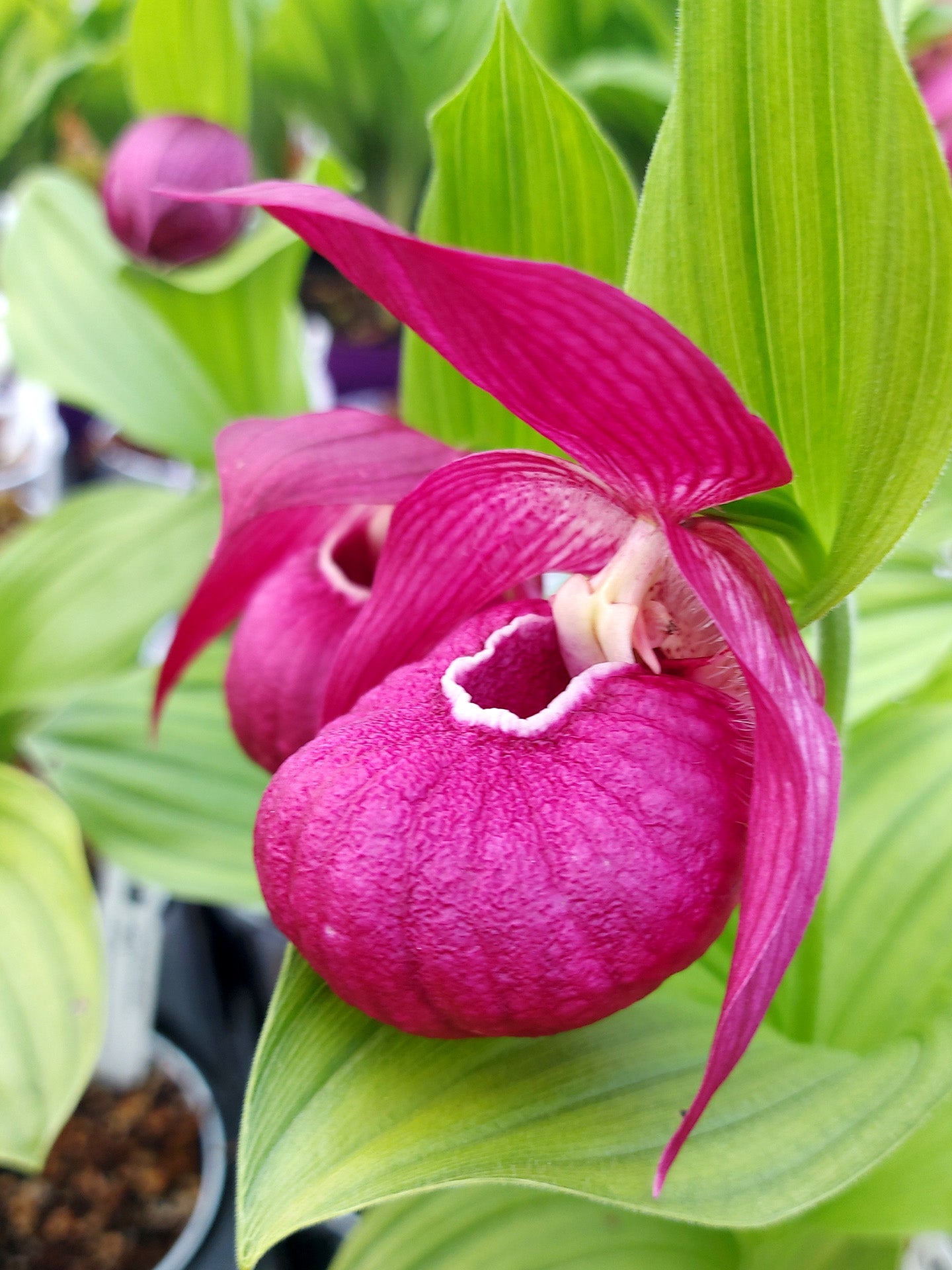 Cypripedium "Pink" Orchidea da esterno