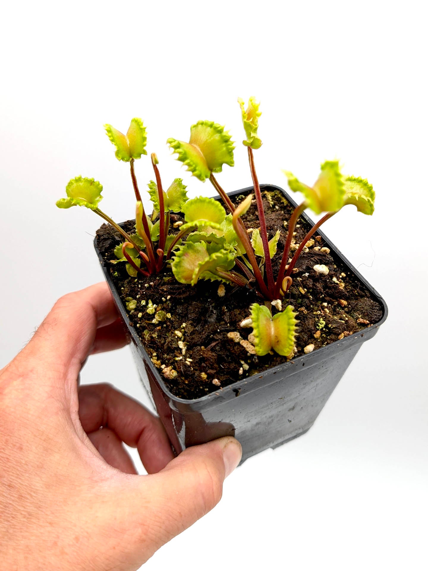 Dionaea muscipula Damballa