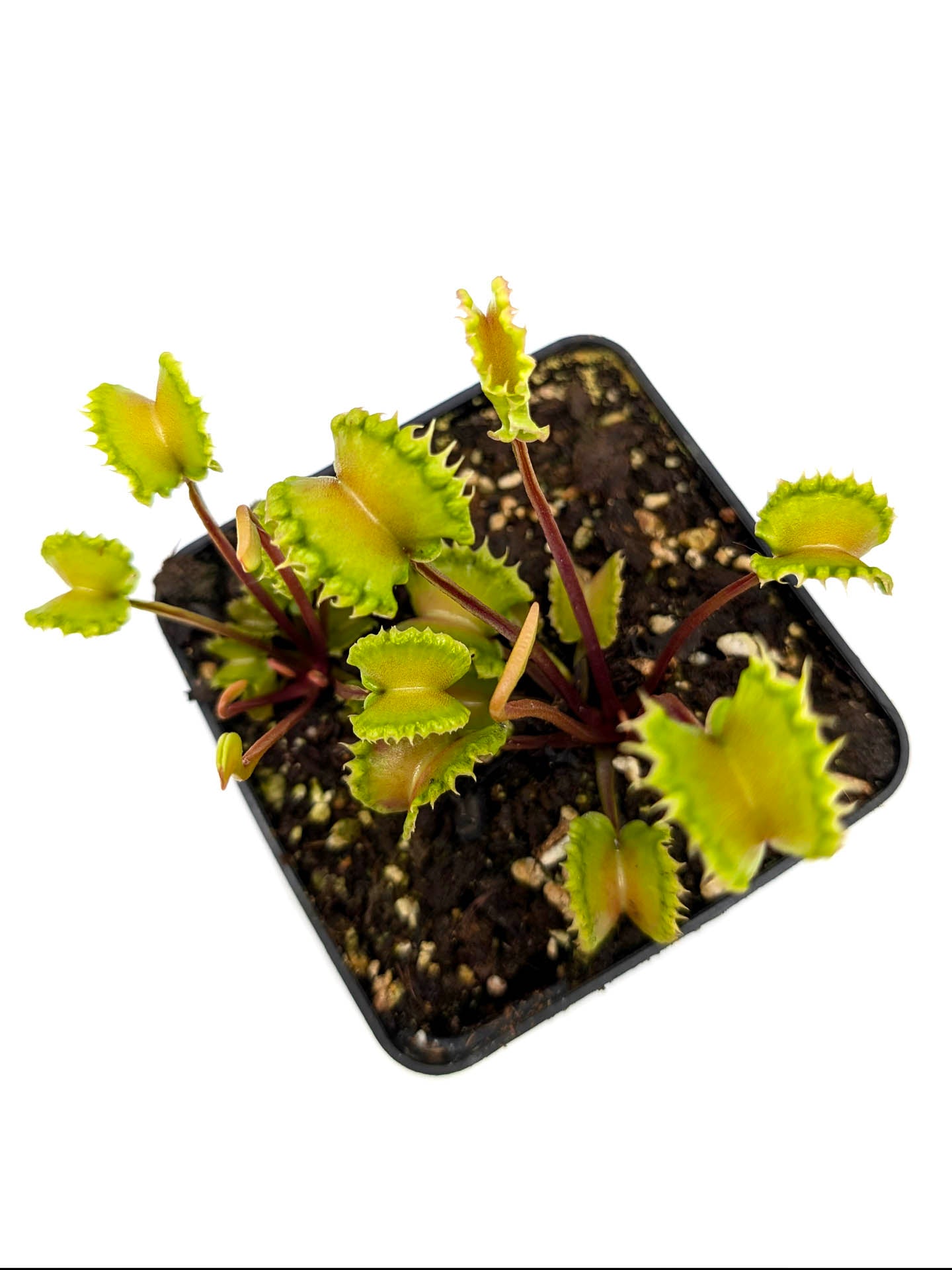 Dionaea muscipula Damballa