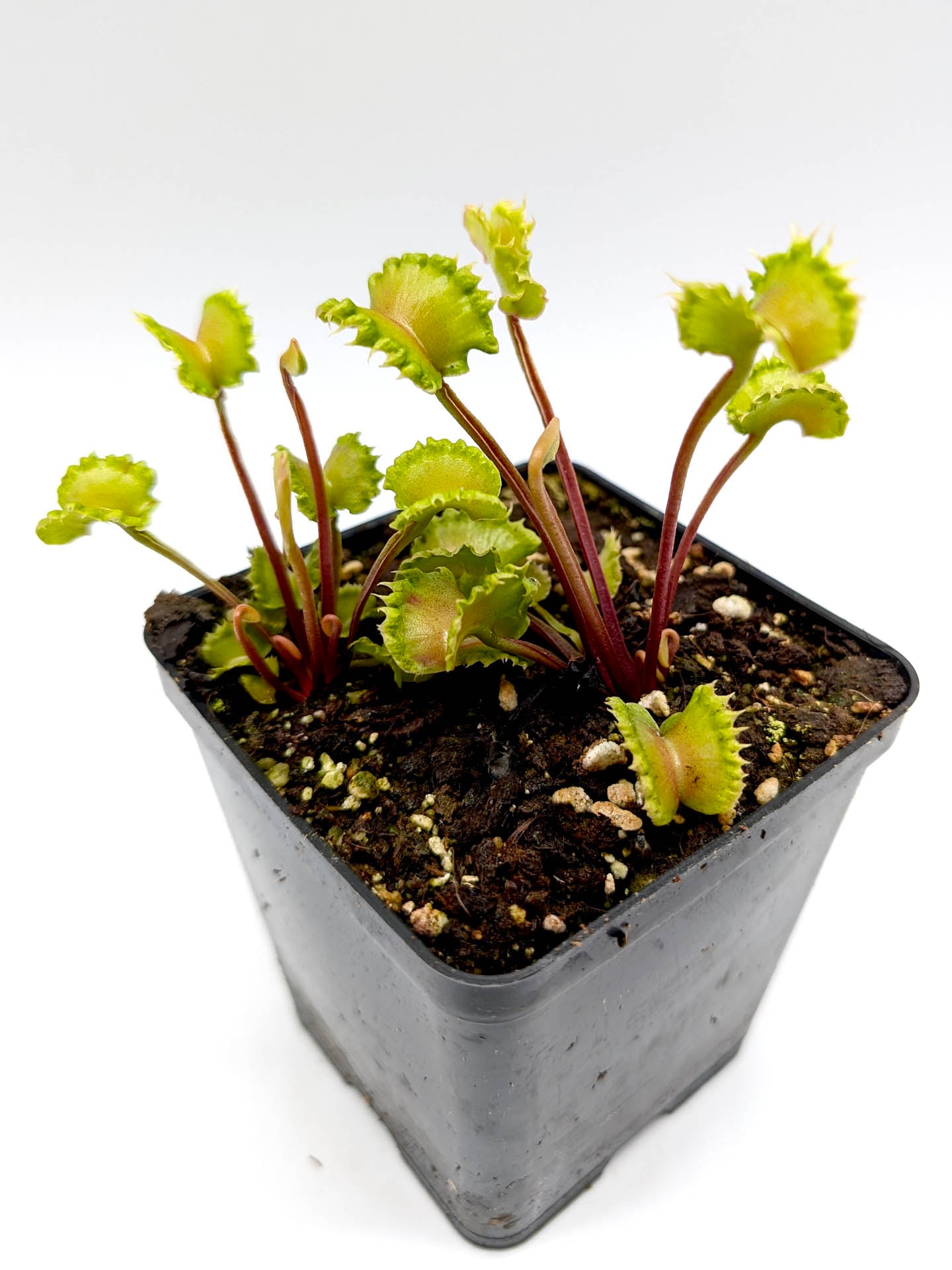 Dionaea muscipula Damballa