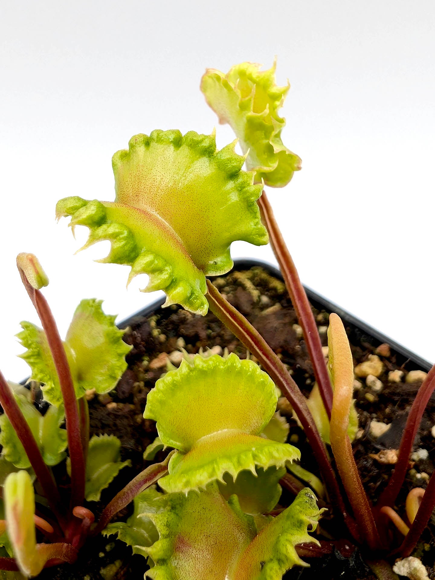 Dionaea muscipula Damballa
