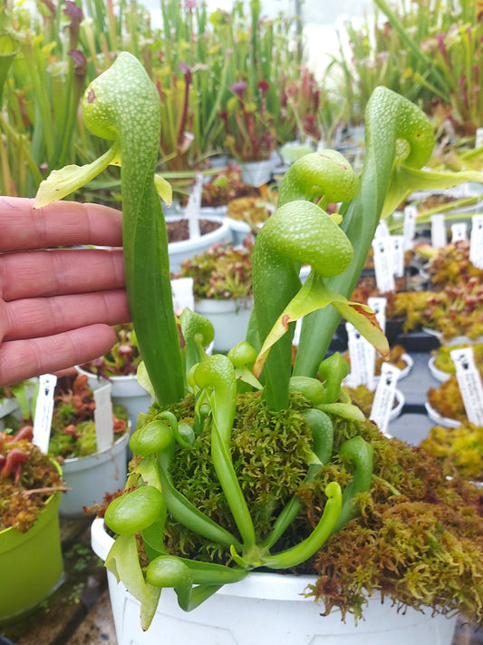 Darlingtonia californica 'Othello'  Sierra Nevada, California, USA