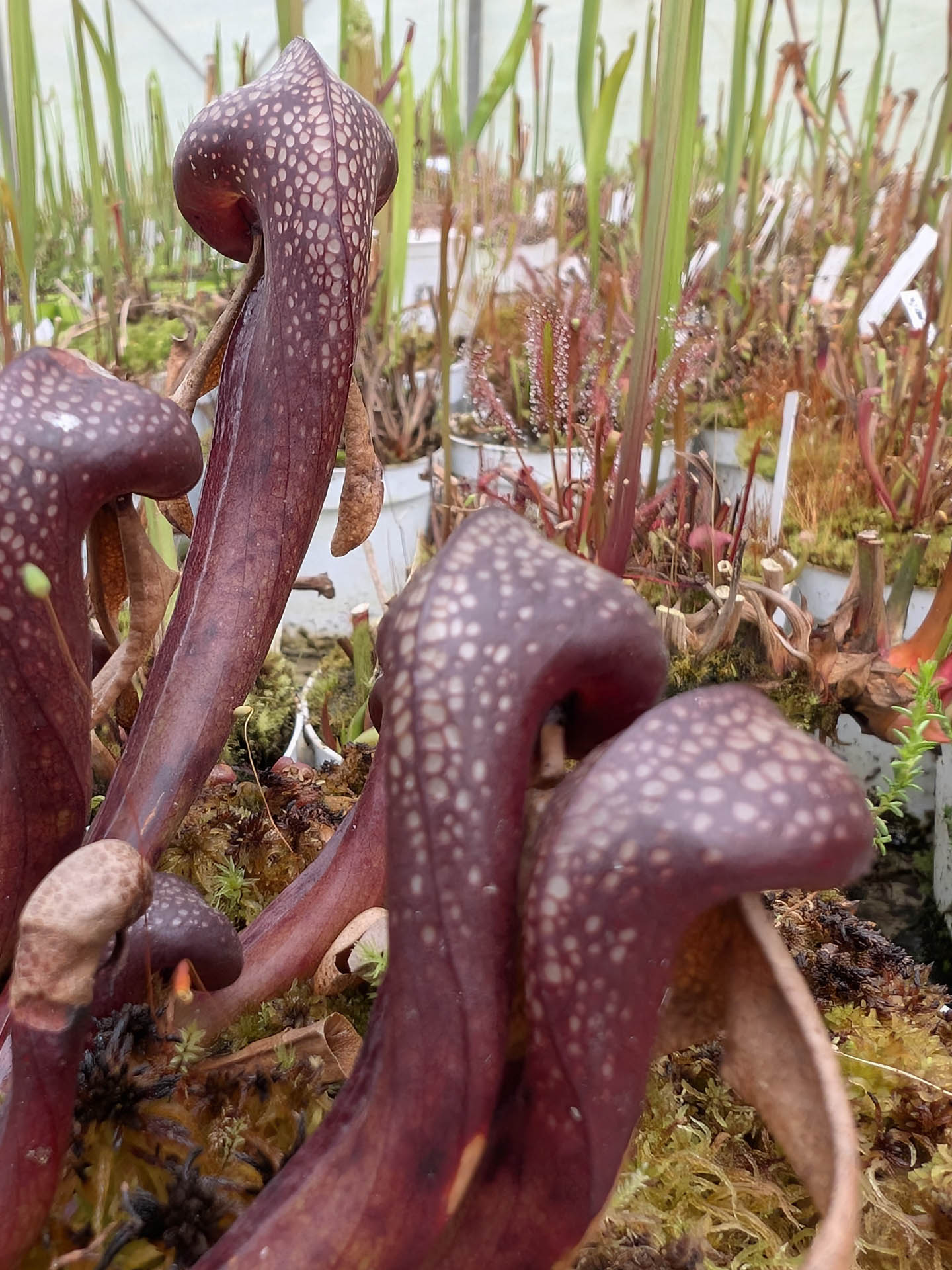 Frische Samen von Darlingtonia California „Very Dark in Winter“