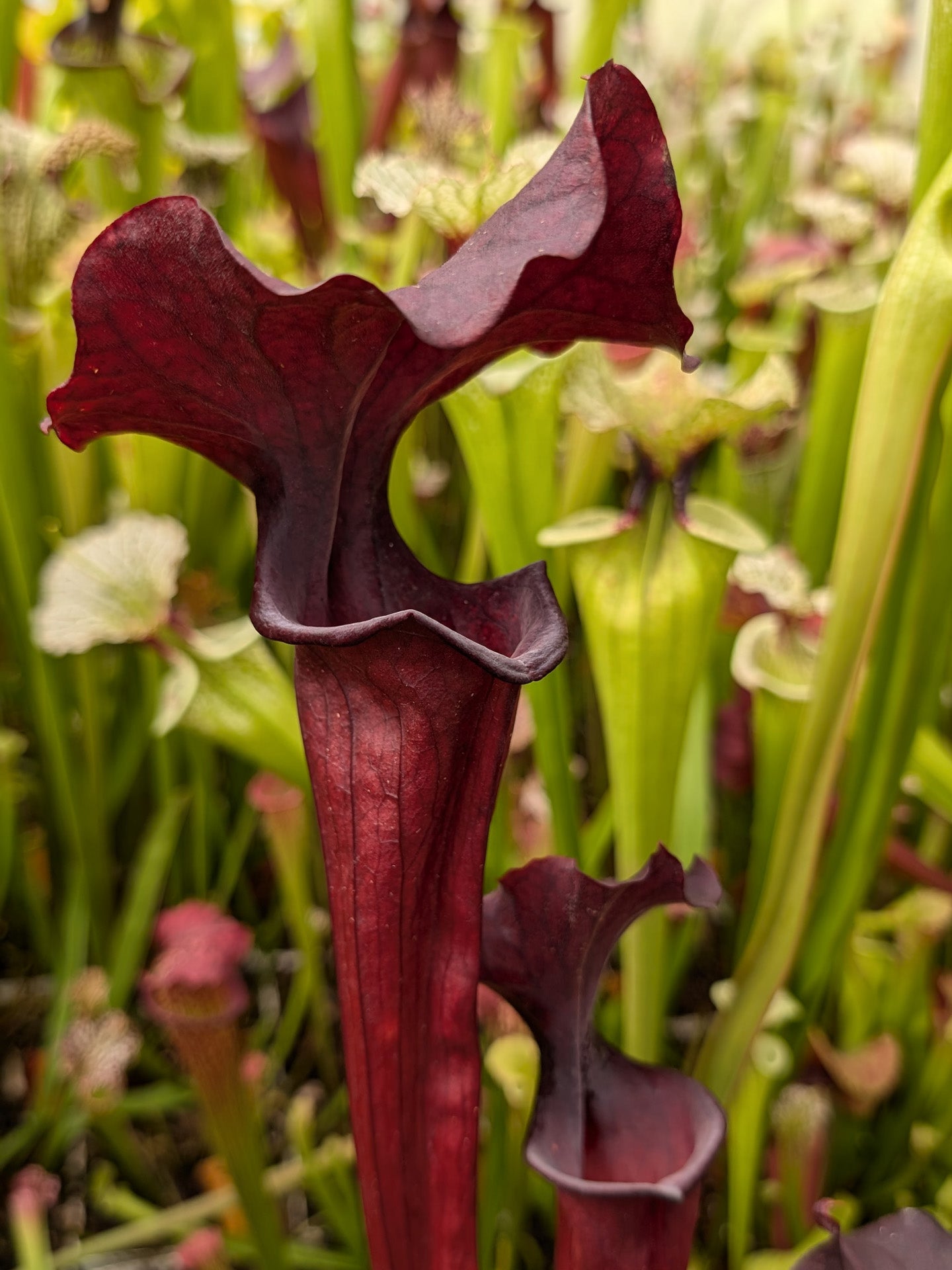 H47 GC Sarracenia „Darth Fener“