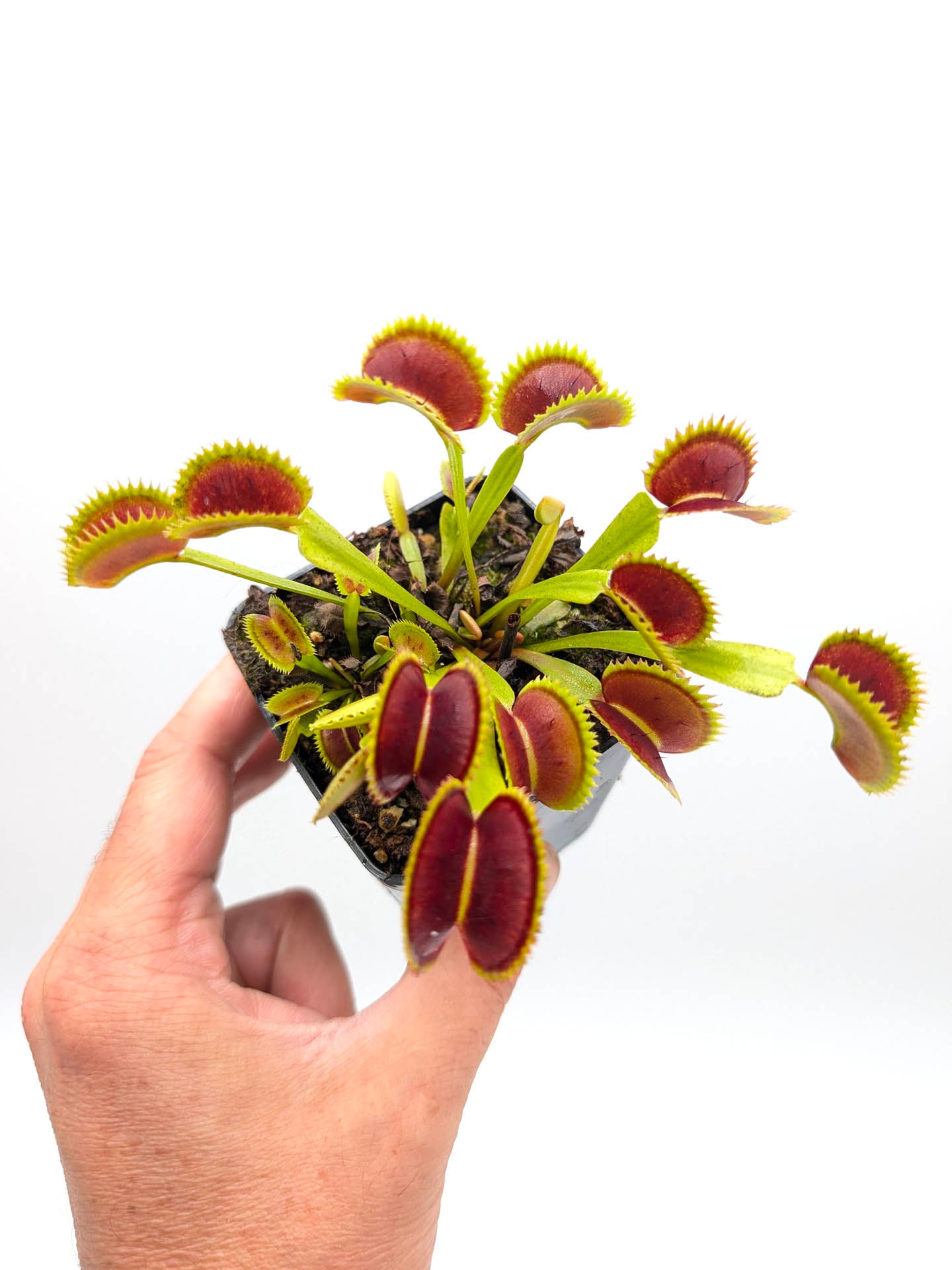 Dionaea muscipula DC-XL x Up Giant #2