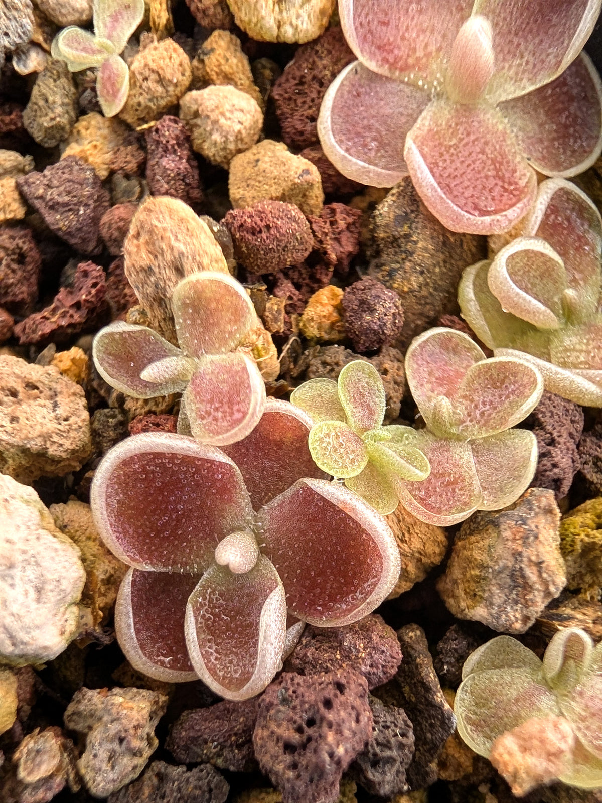 Pinguicula debbertiana "Metallic purple flower"