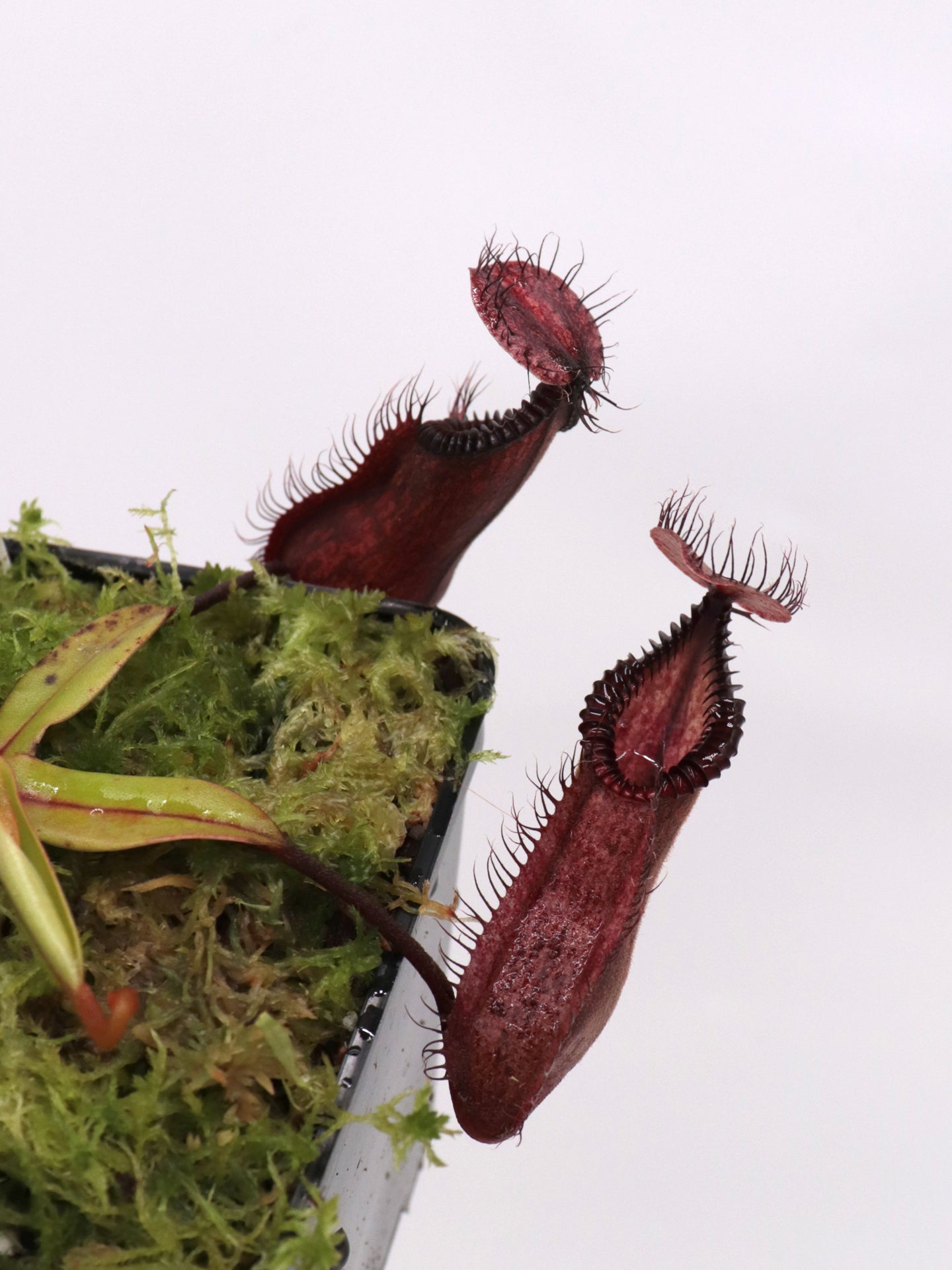 Nepenthes "Diabolica" x hamata