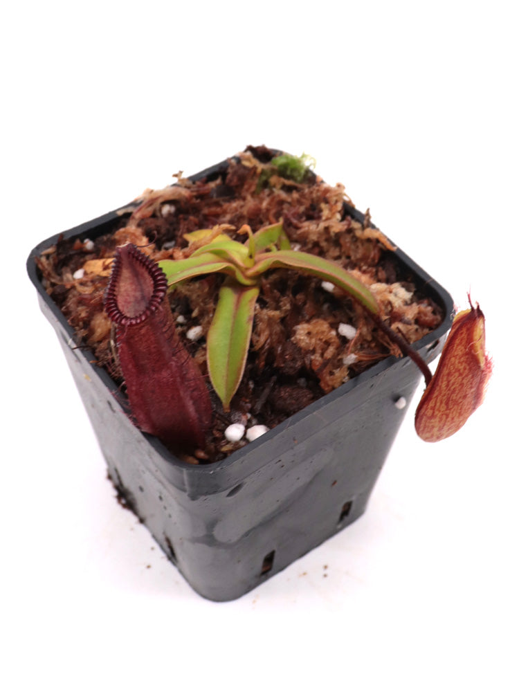 Nepenthes "Smilodon"  Diabolica x hamata