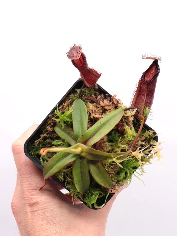 Nepenthes "Smilodon"  Diabolica x hamata