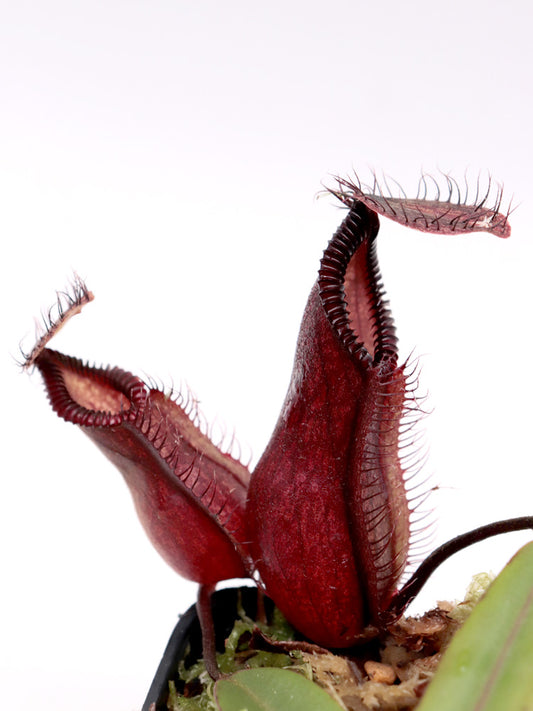 Nepenthes "Diabolica" x hamata