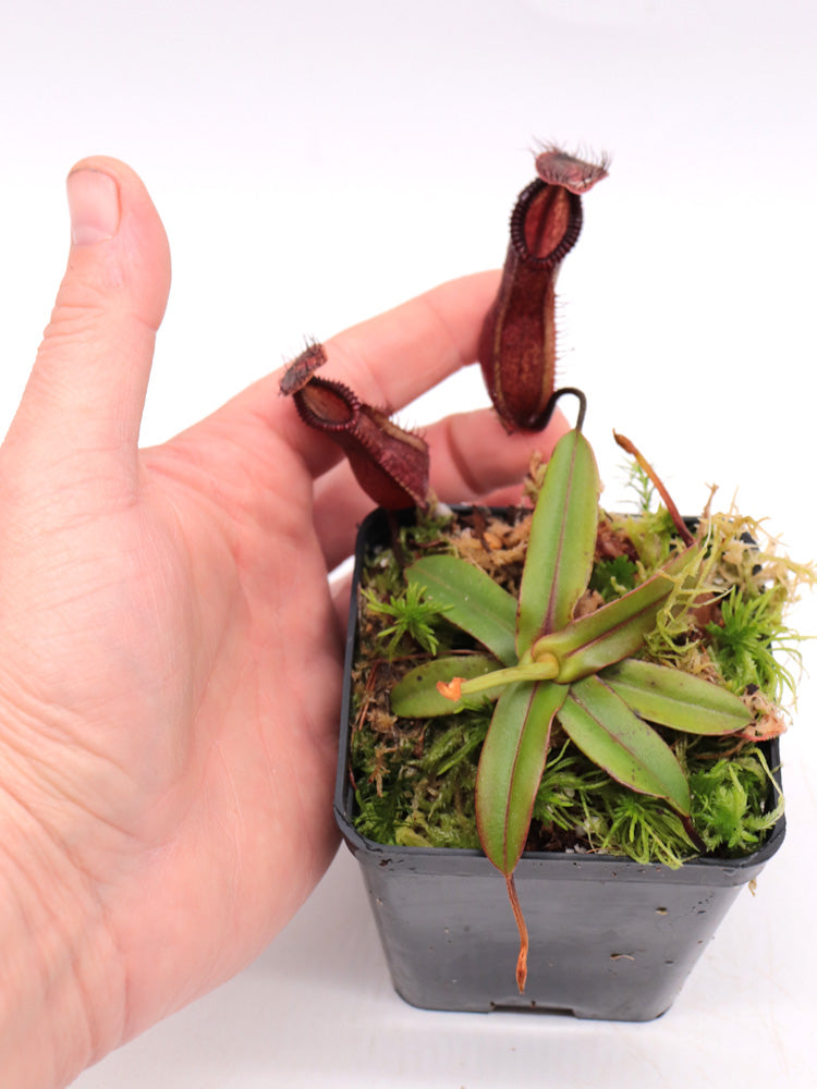Nepenthes "Smilodon"  Diabolica x hamata