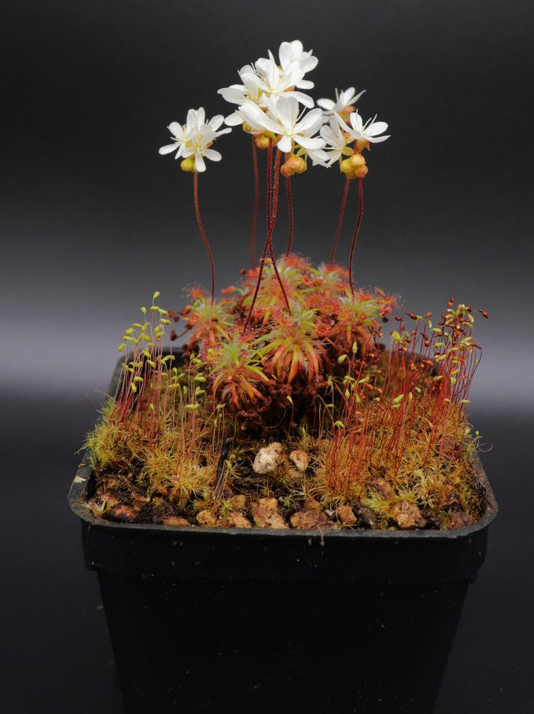 Drosera dichrosepala (Gemme in vaso)